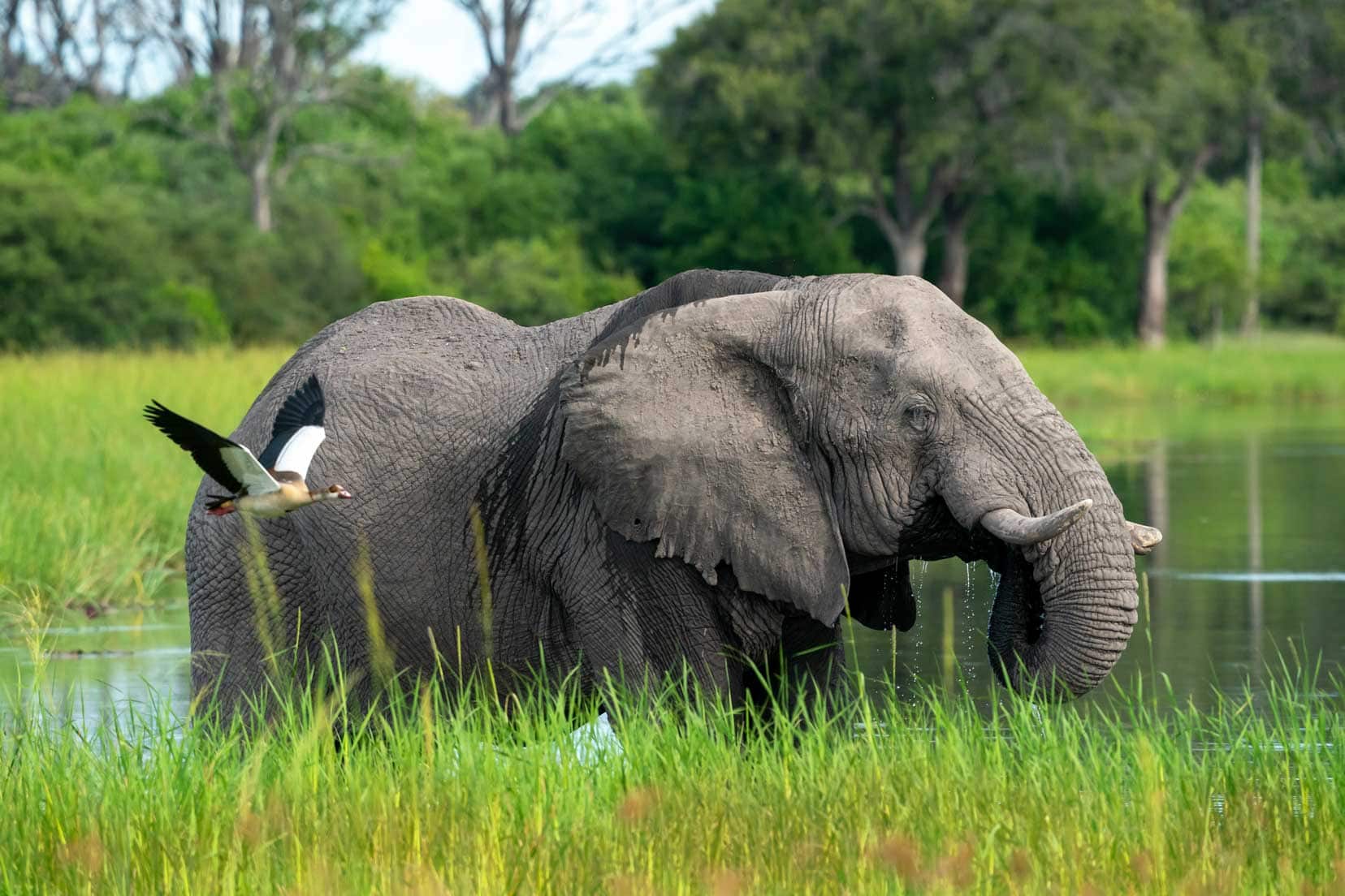 Elephant in the River Khwai with an Eygptian goose flying by