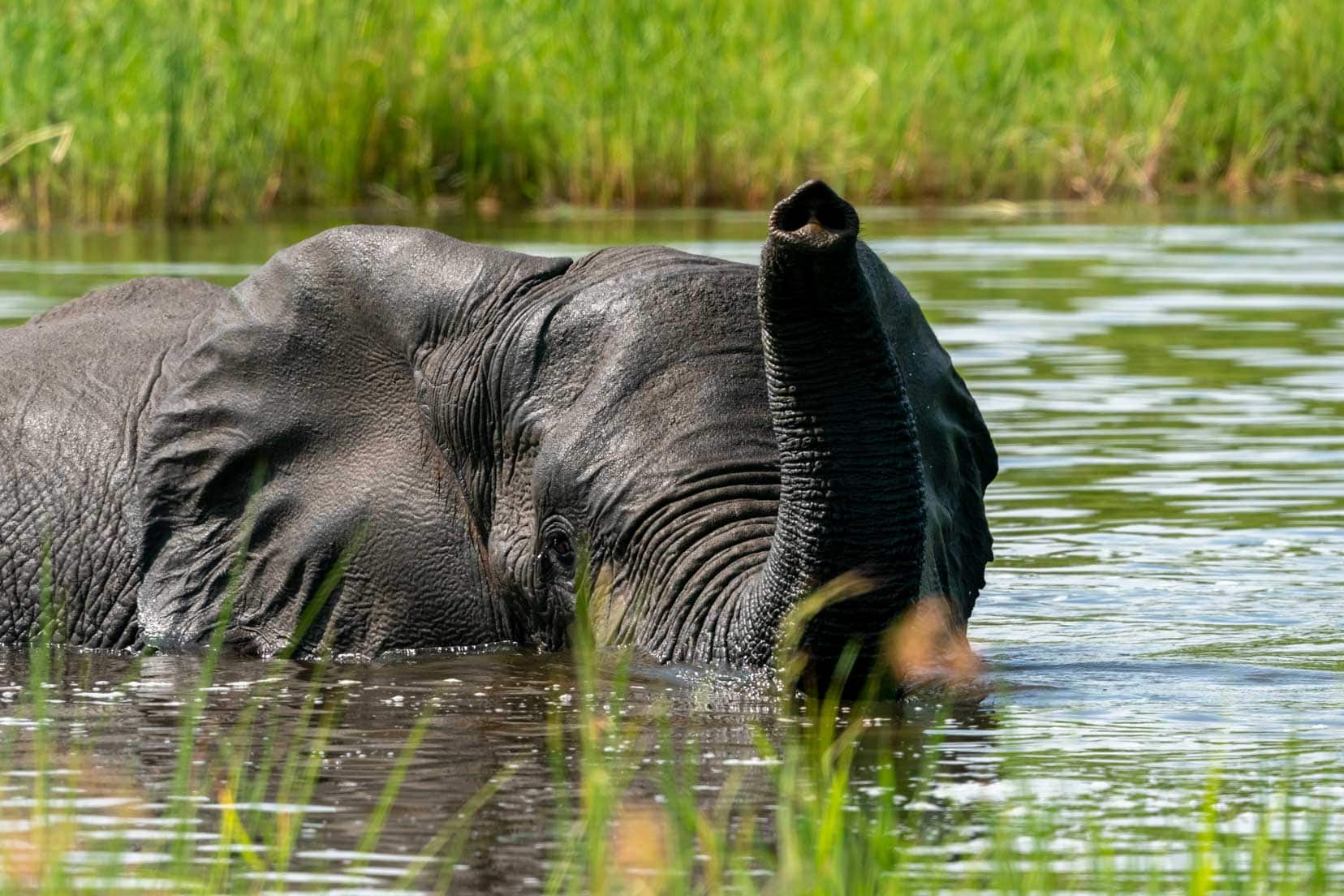 Elephant in river with just head and trunk showing