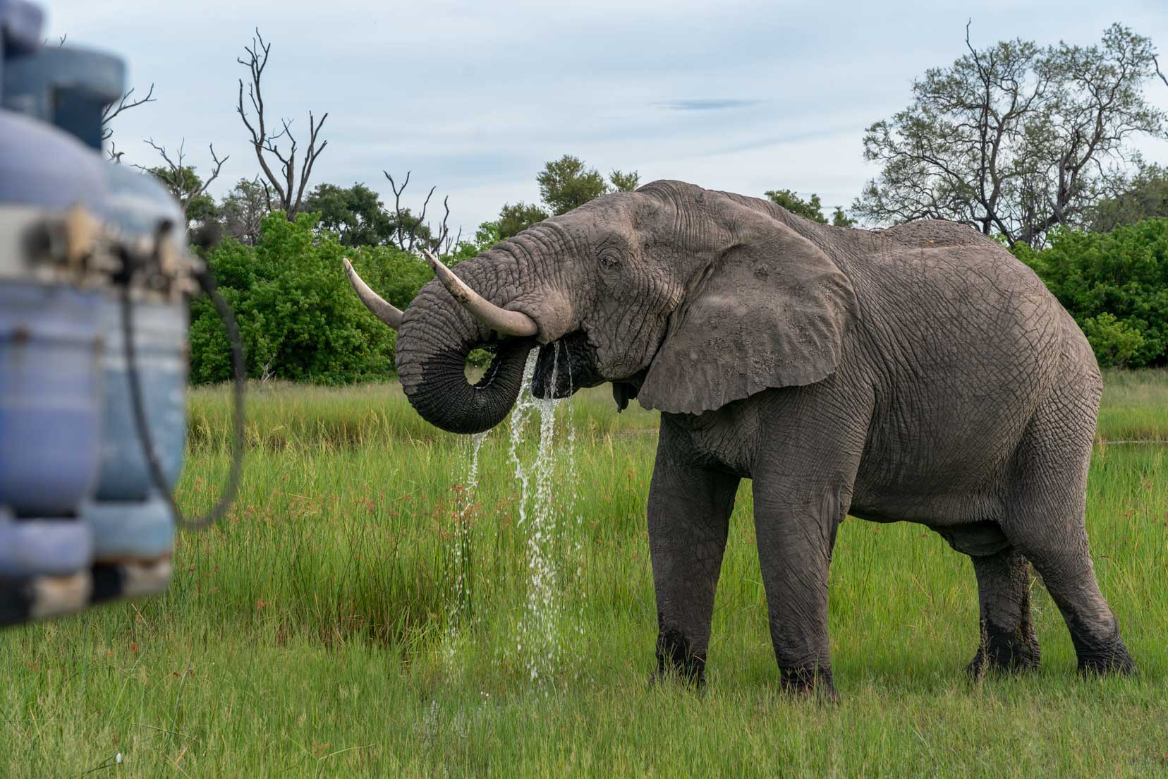 Elephant by the vehicle drinking water in Khwai concession