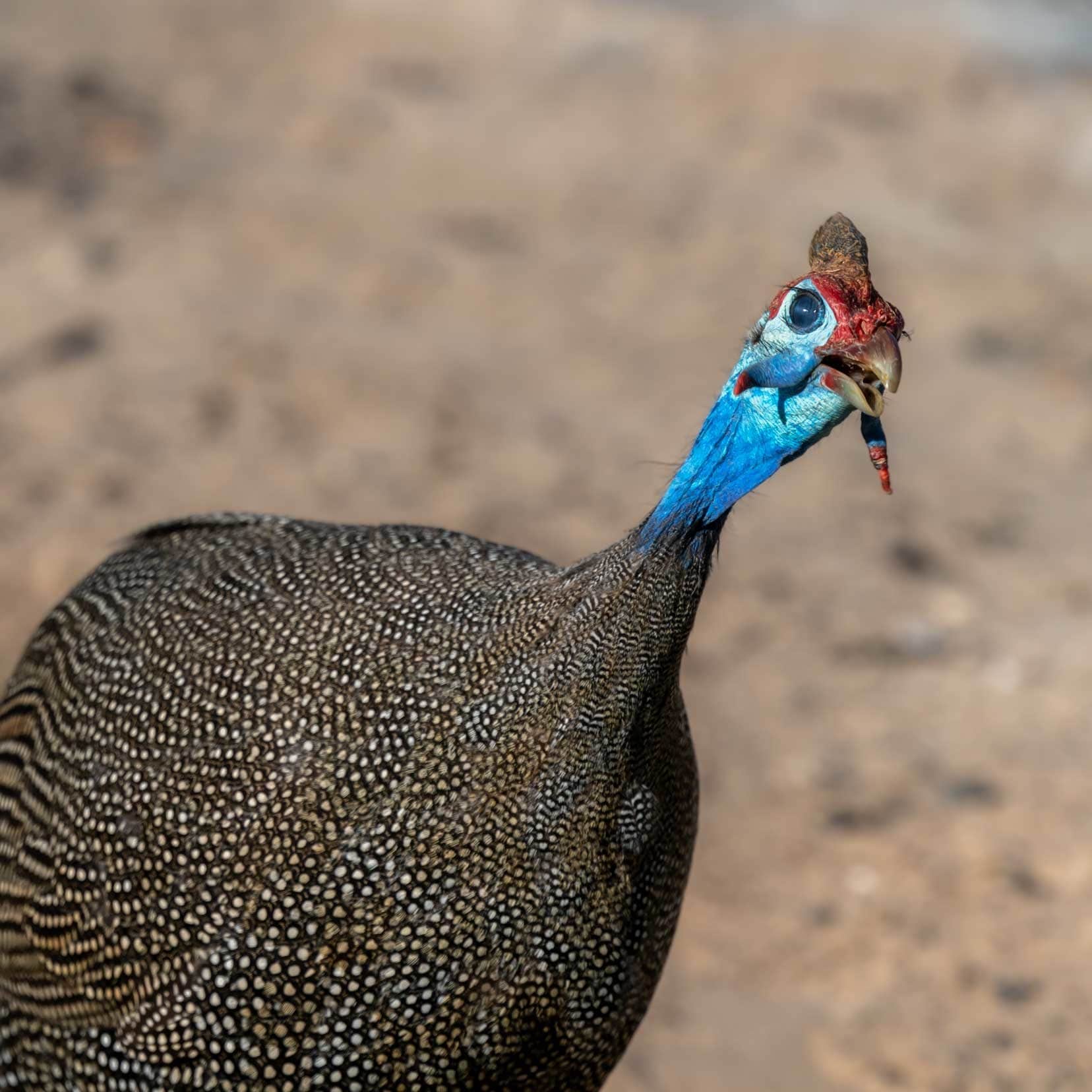 guinea-fowl-up close