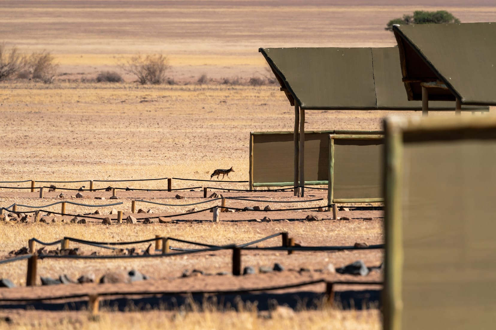 jackal walking past the campsites at Kanaan Desert Retreat
