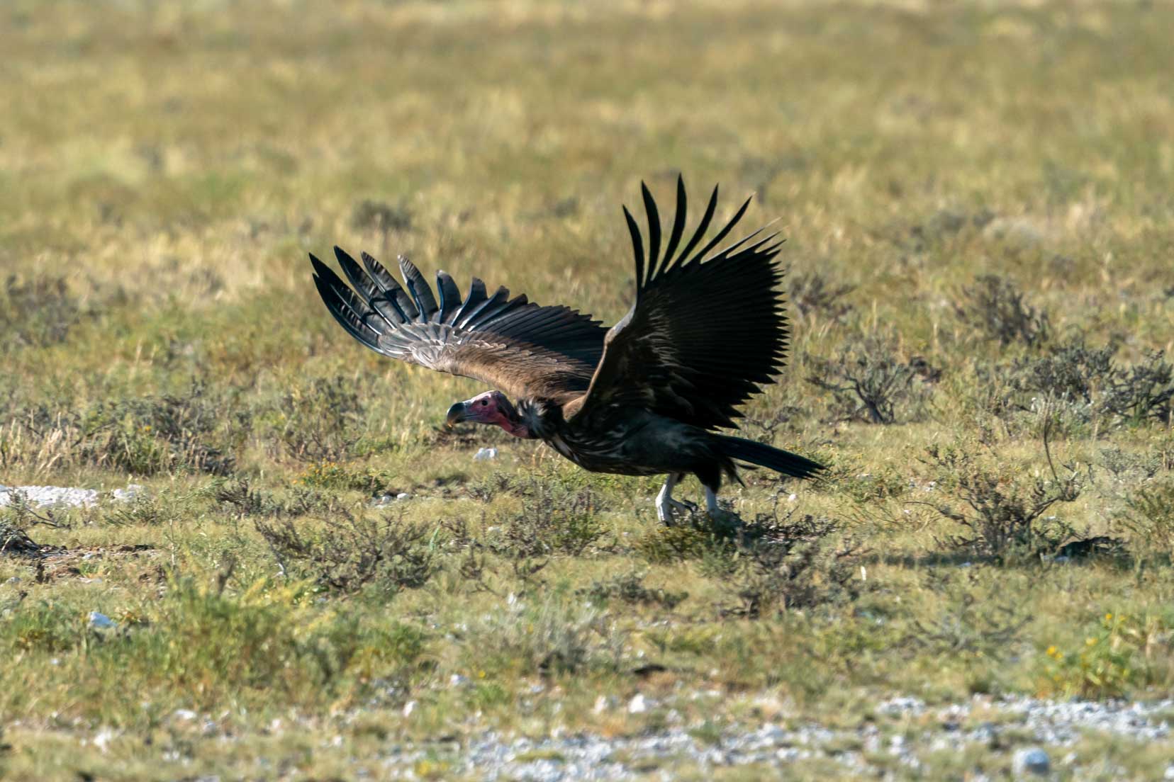 lappet-face-vulture