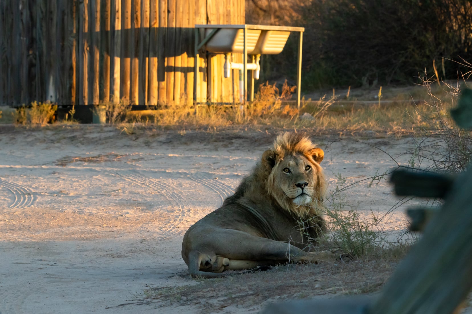 lion-in-mabua-camp-lying-down