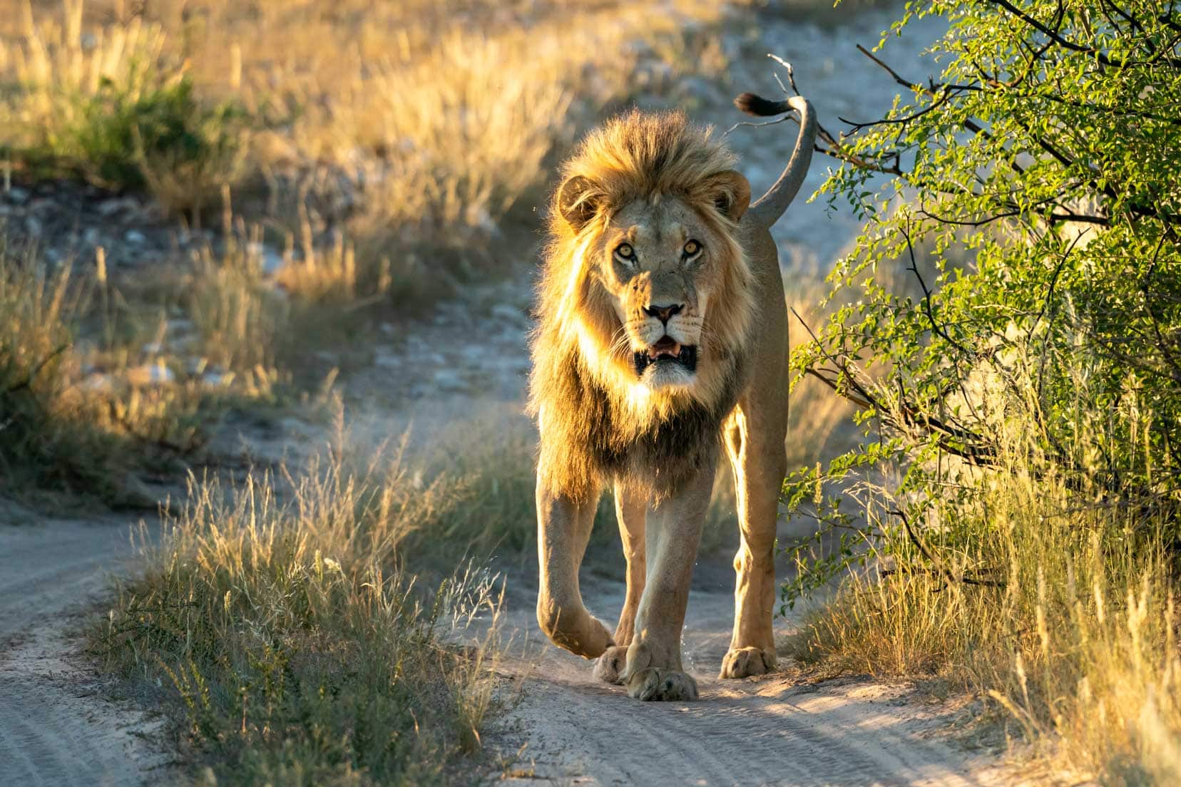 lion-in-sunglight-walking-towards-us-on-road