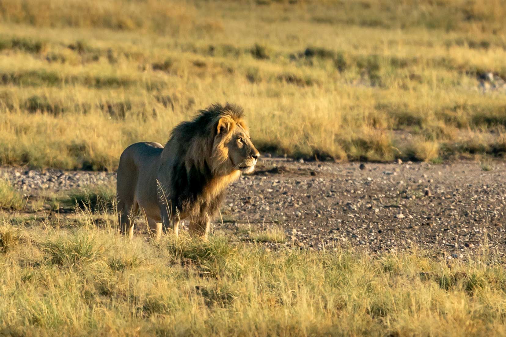 lion-looking-across-mabua-pan