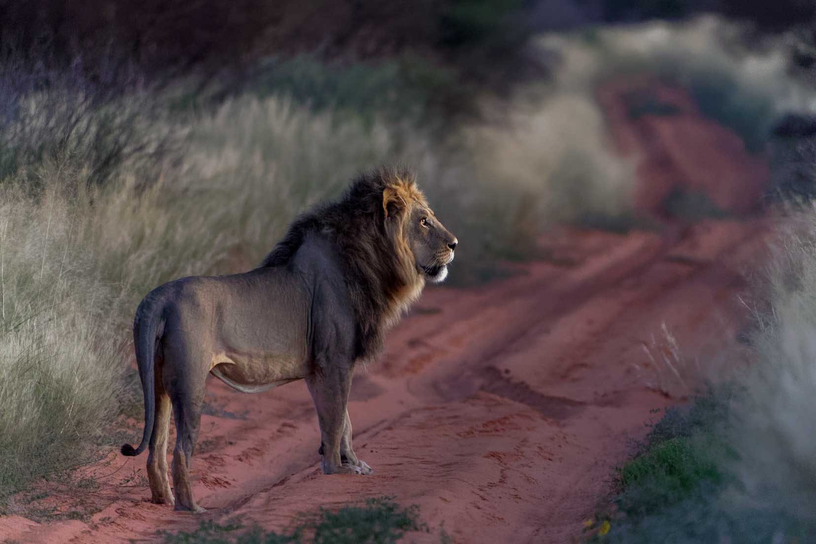 lion-on-kgalagadi road-with-sunset-in-face