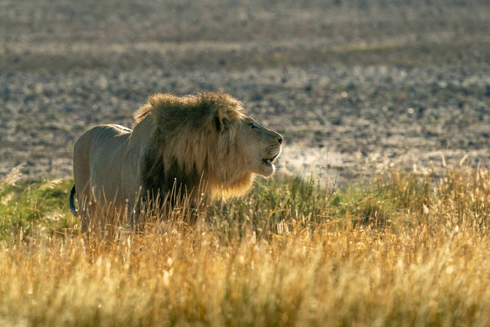 lion-roaring-on-pan-with-breathe-showing