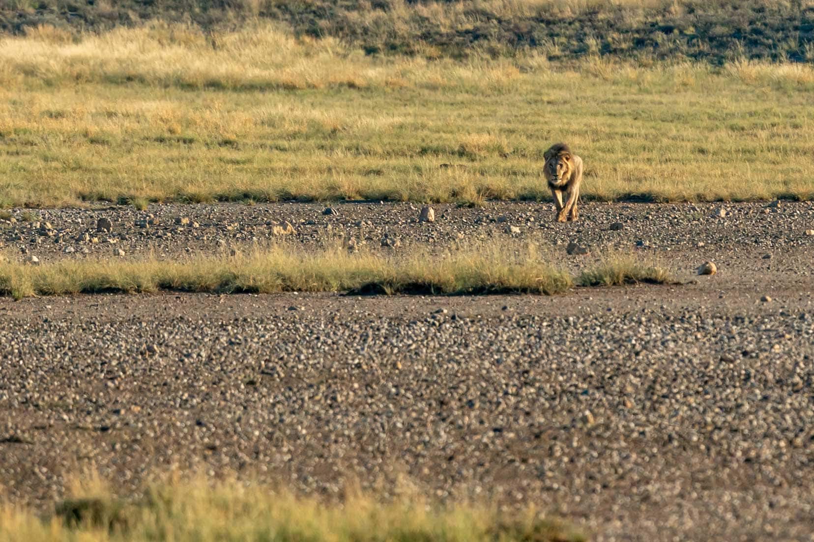 lion-walking-across-the-pan-at-a-distance