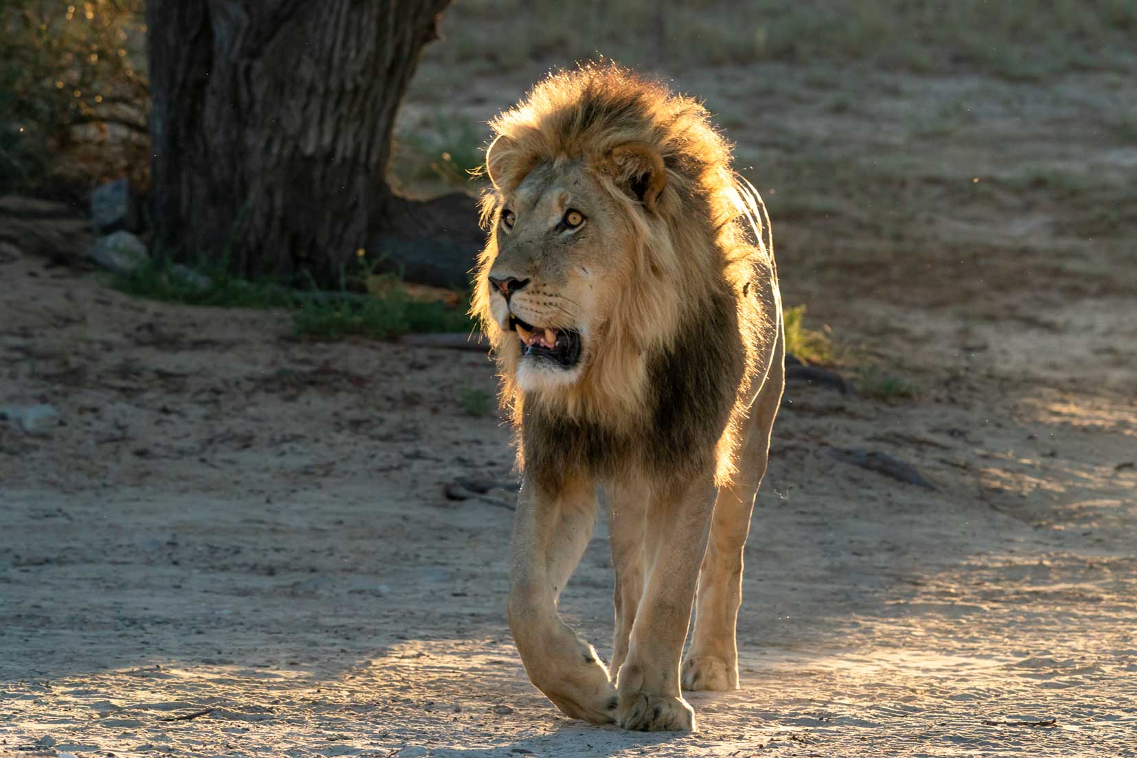 lion-walking-towards-us-in-the-sun