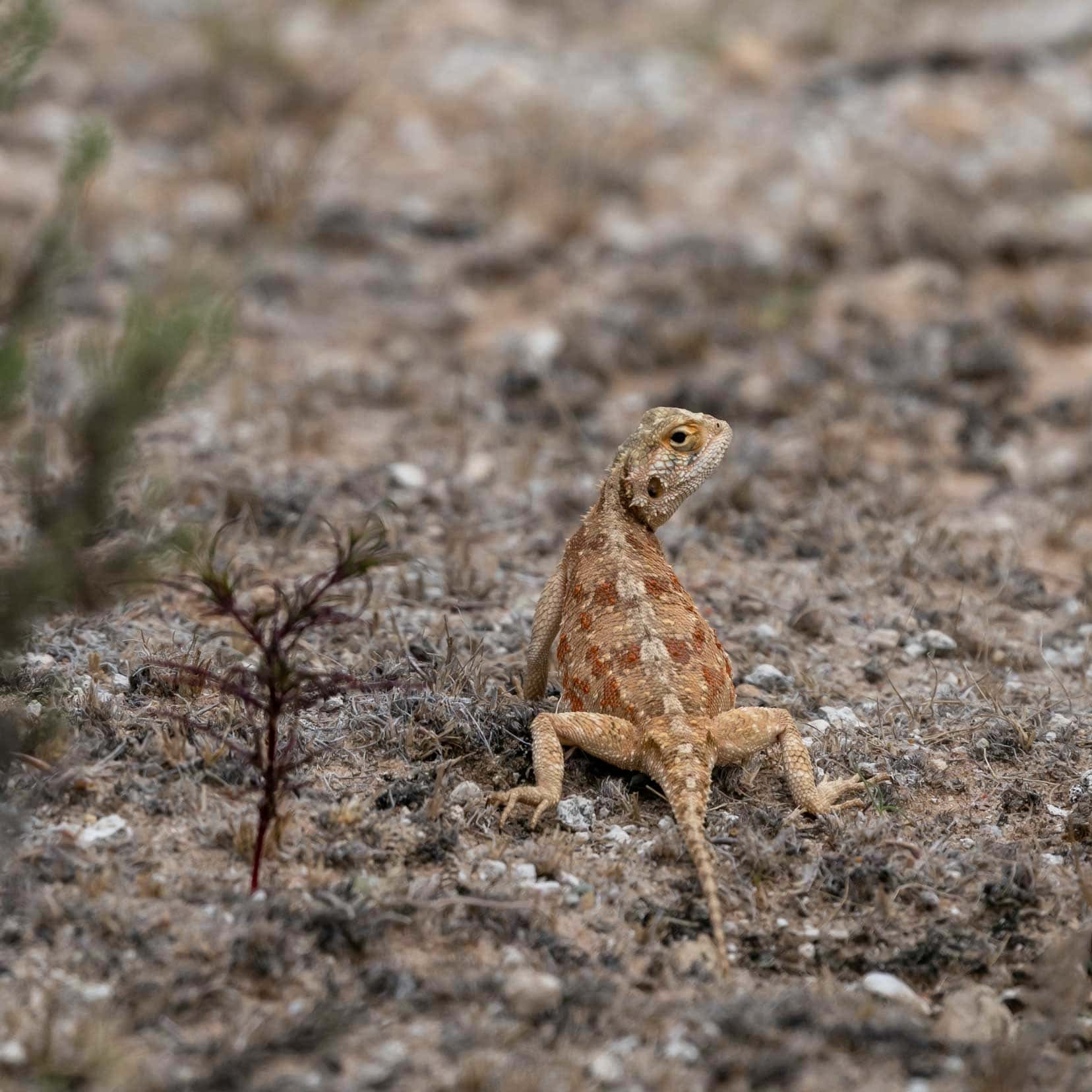 sandy coloured agama lizard-looking-at-camera