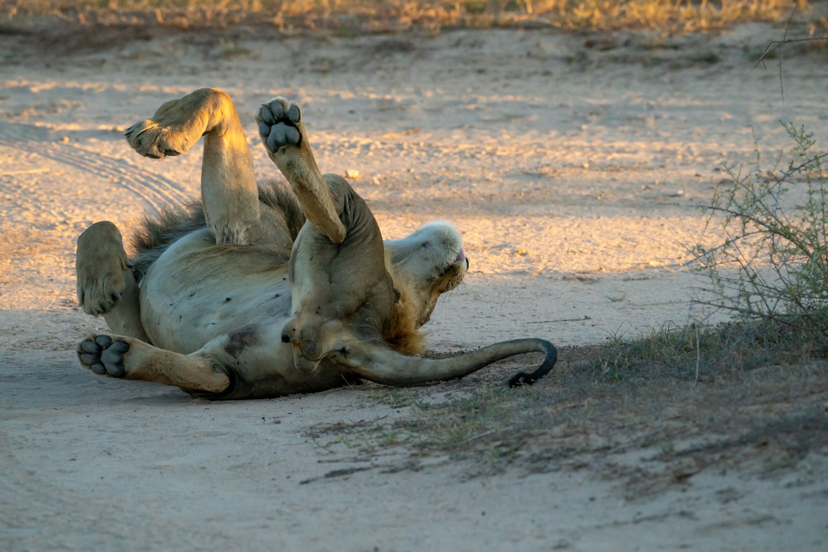 mabua-lion-on-his-back-sleeping-in-camp