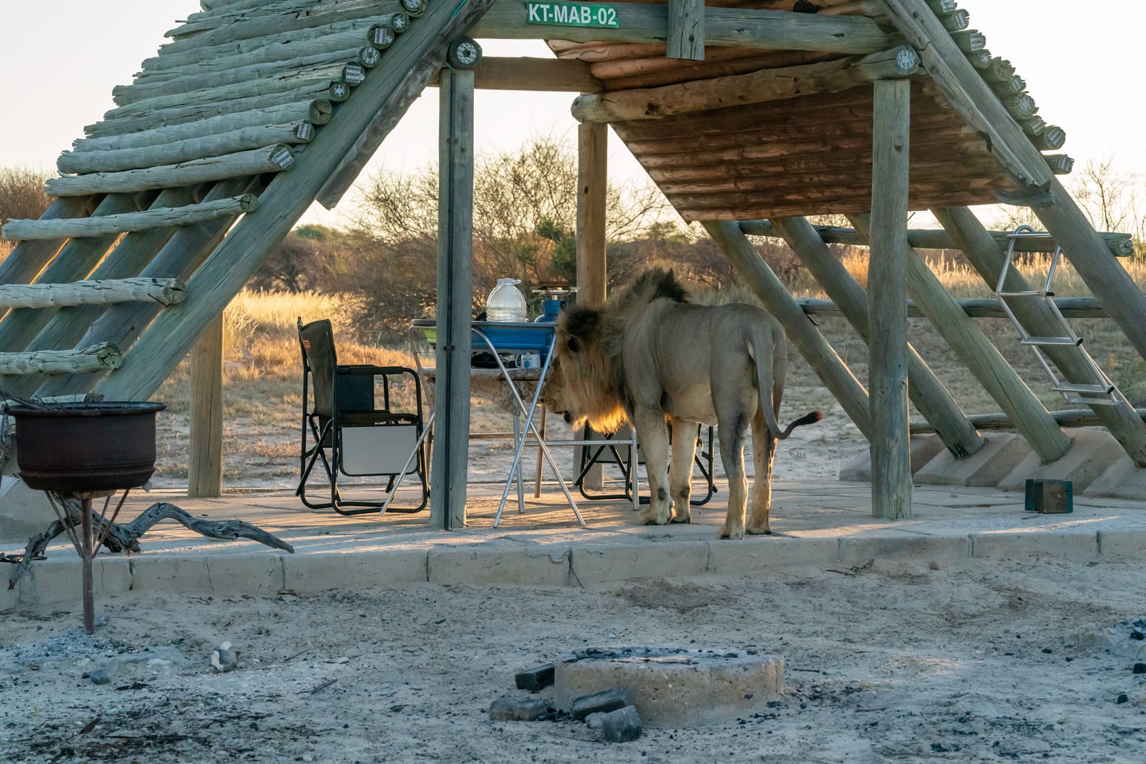 Lion in camp sniffing 