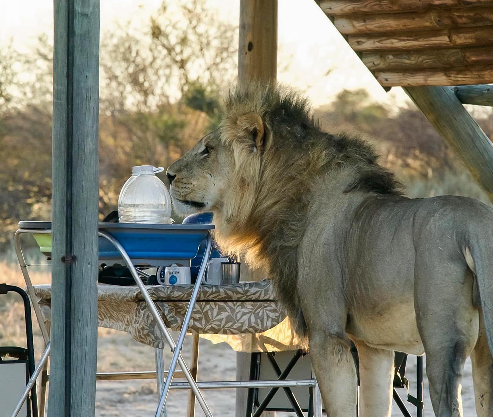 black maned -lion-sniffing-the-water-bottle at Mabua camp in KTP