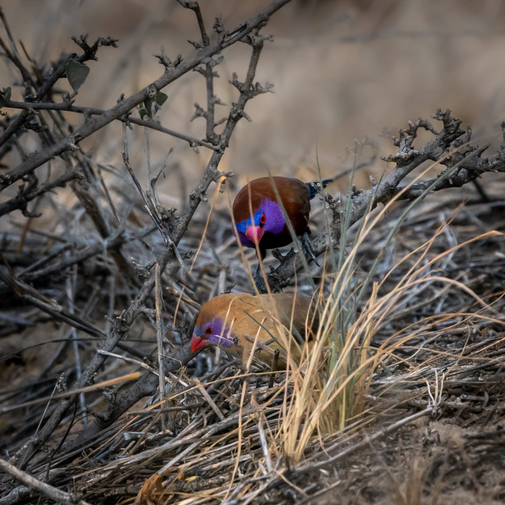 male-and-female-violet-eared-waxbill