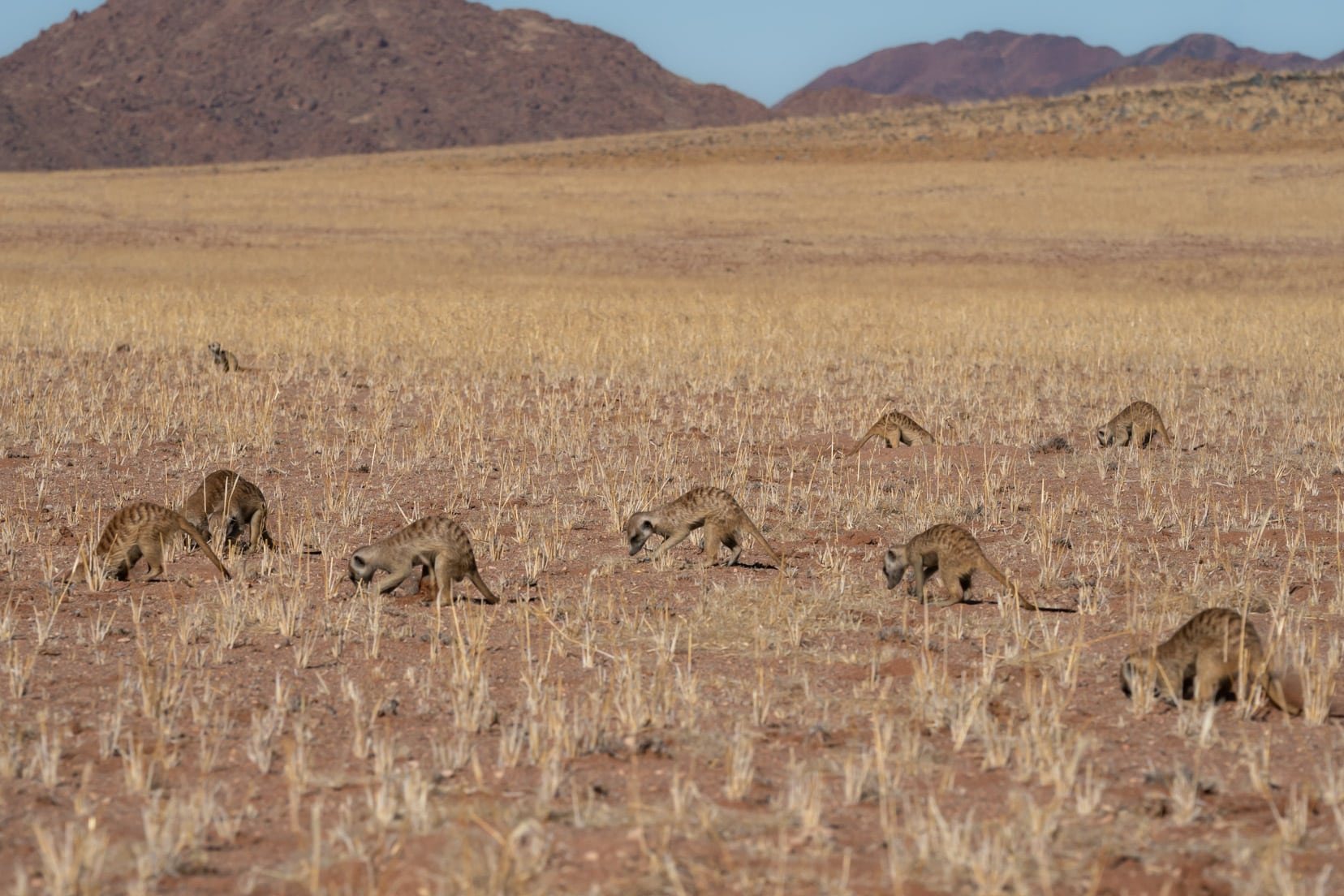 Many meerkats digging in the soil at Kanaan