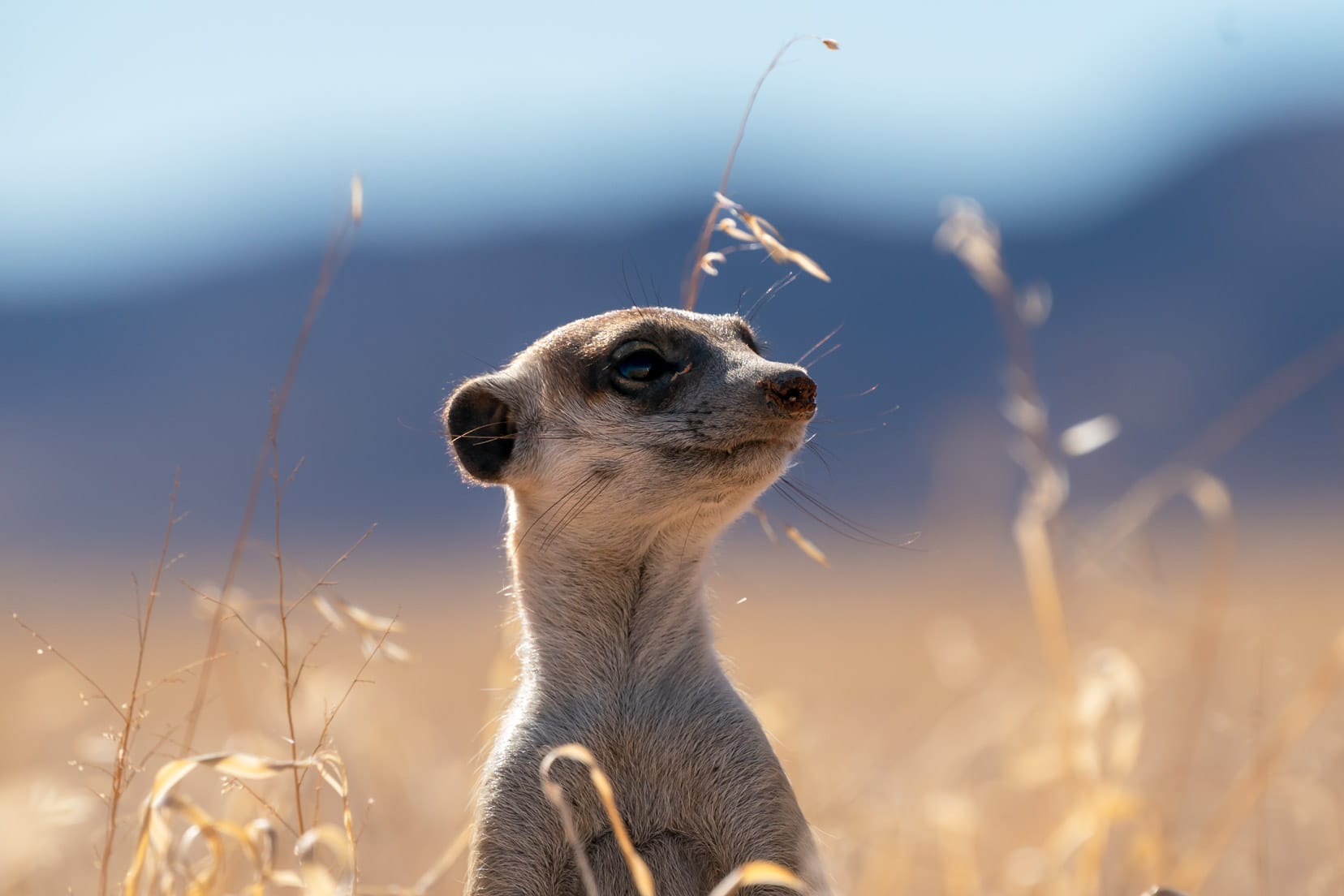 meerkat close up at Kanaan 