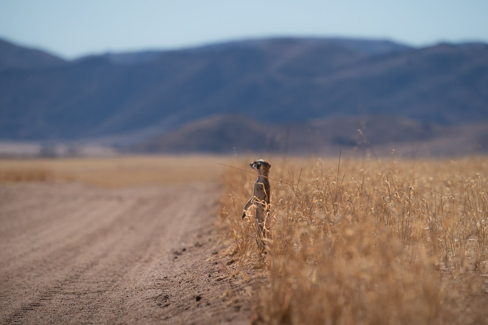 meerkat stood up near sandy track with mountains in the background at kanaan desert retreat