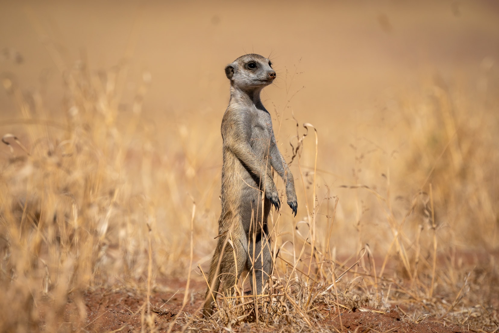 meerkat-in-grass