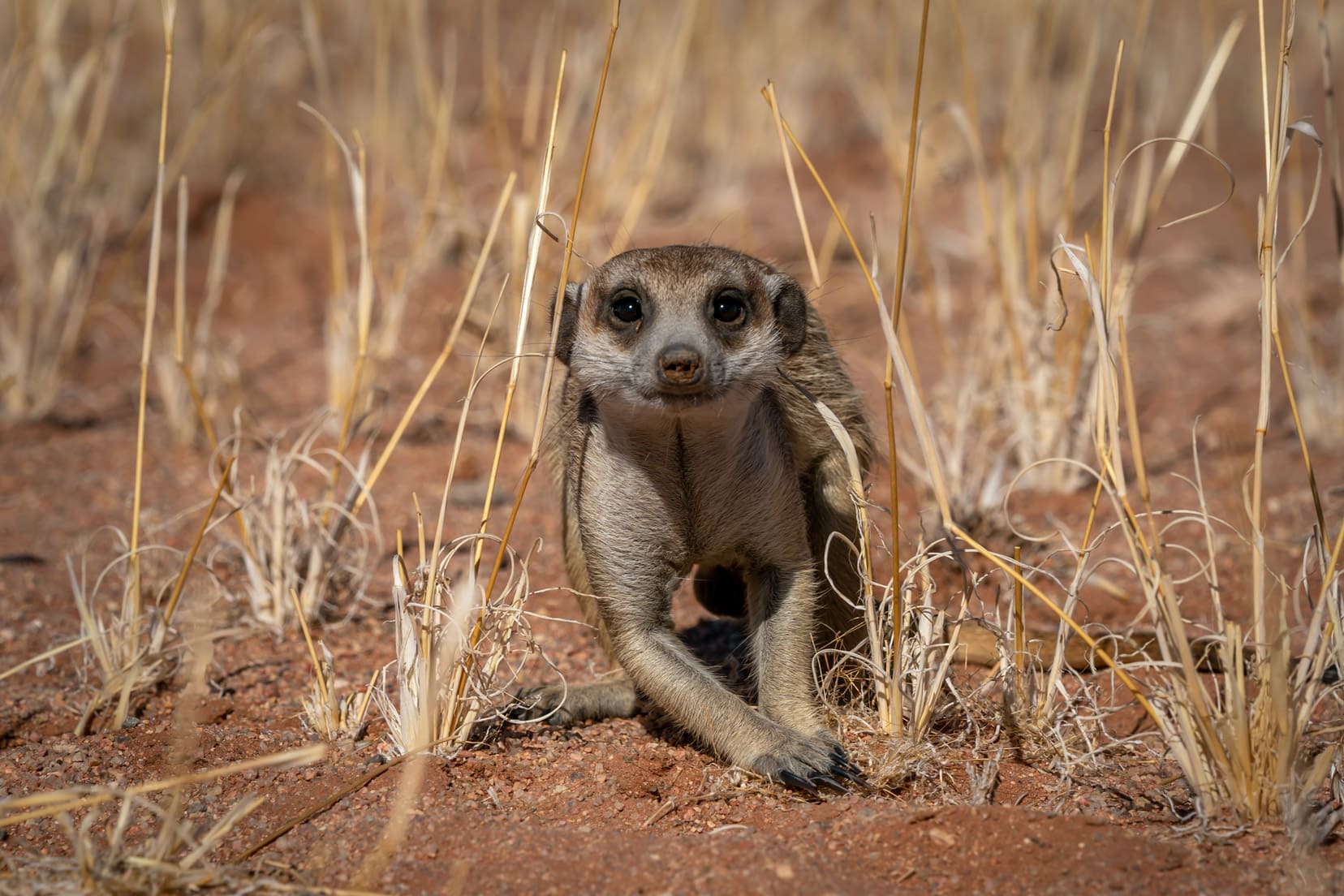 meerkat-laying-down in the grass