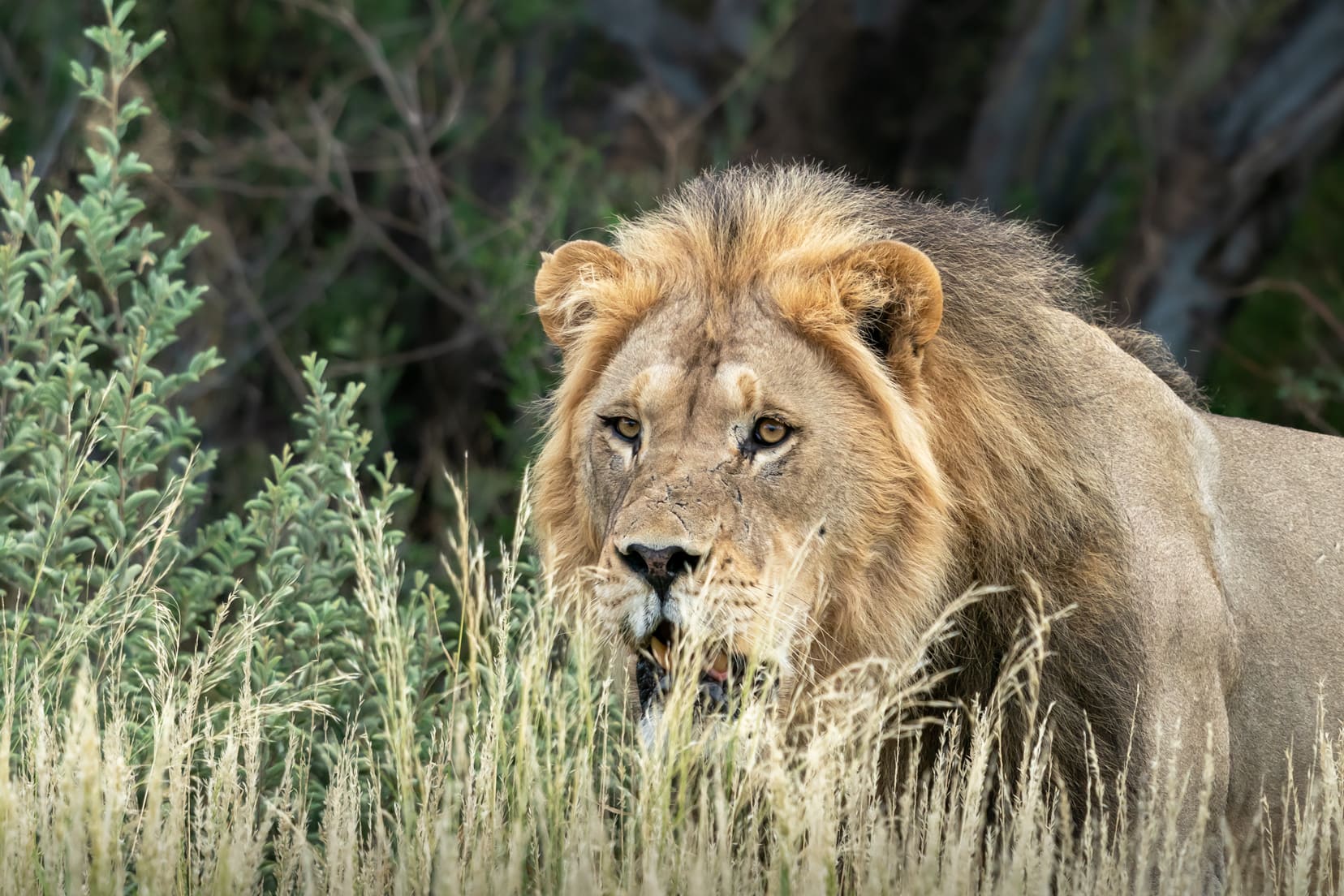 mpaya-lion-at-camp-perimeter-in-grass