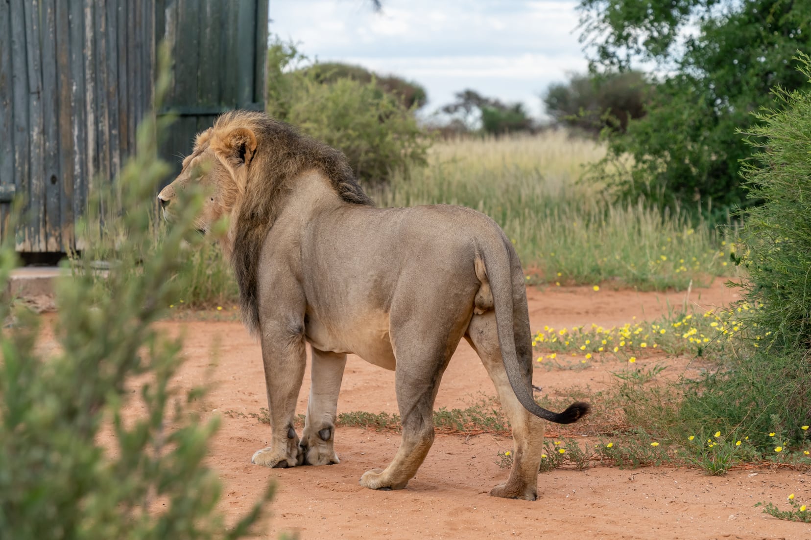 mpaya-lion-in-camp by shower