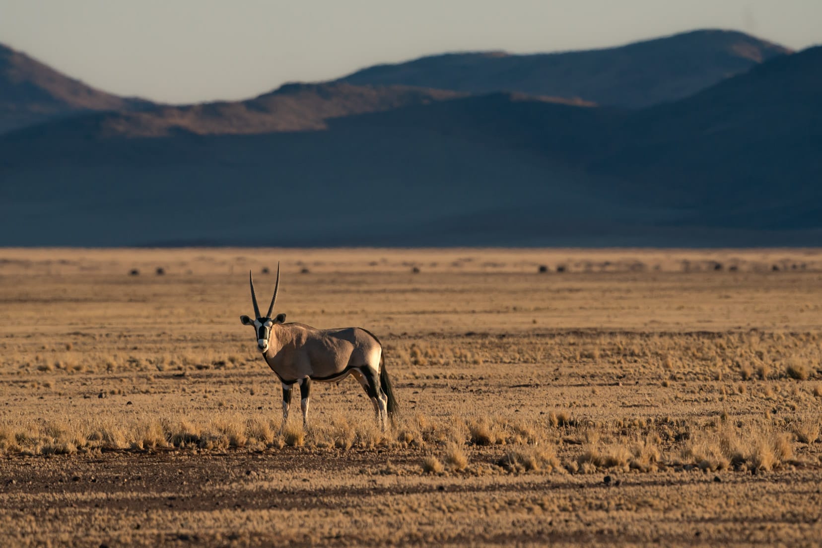 Oryx in the setting sun light with Tiras Mountains in the background