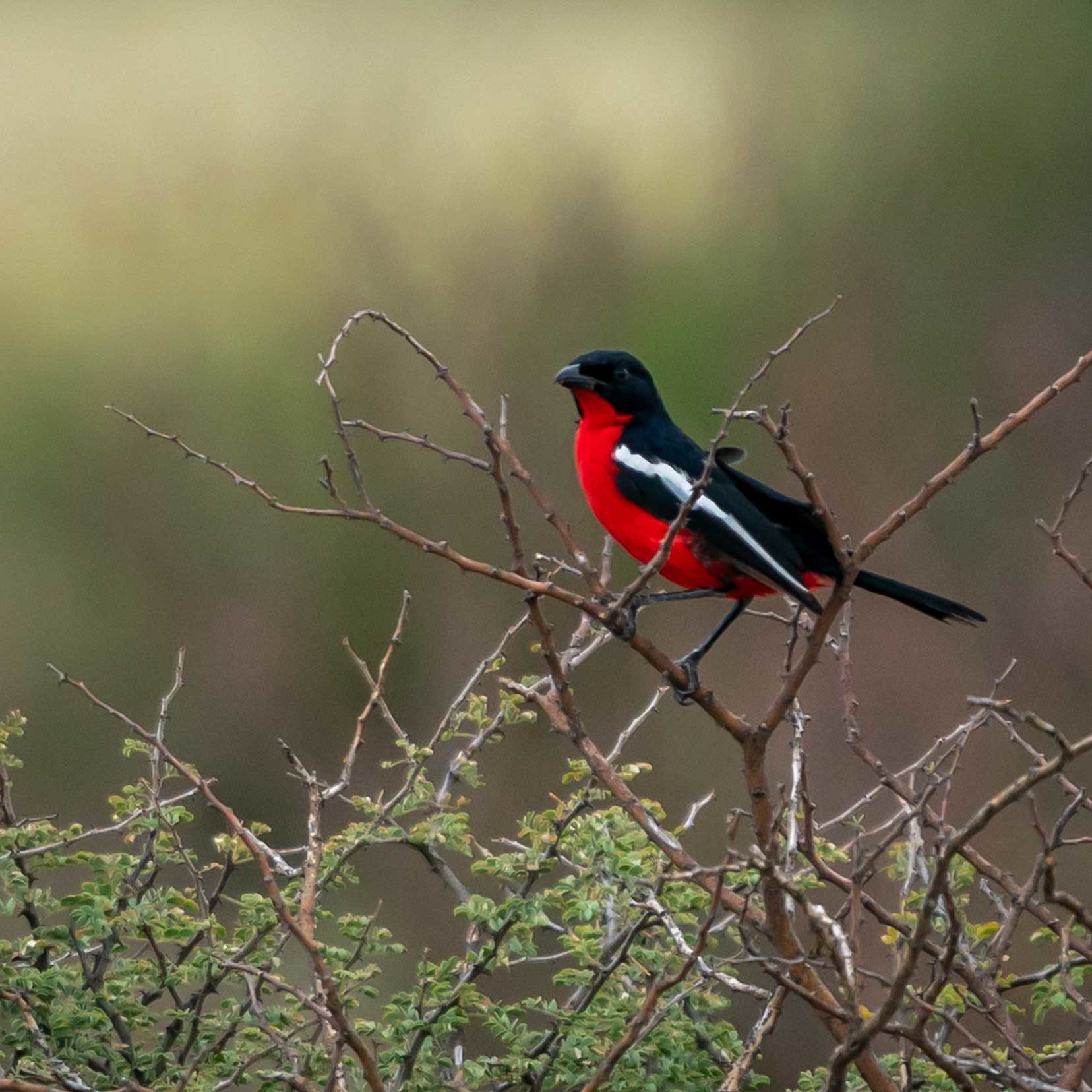 Crimson breasted shrike in the Kgalagadi - red belly and black elsewhere