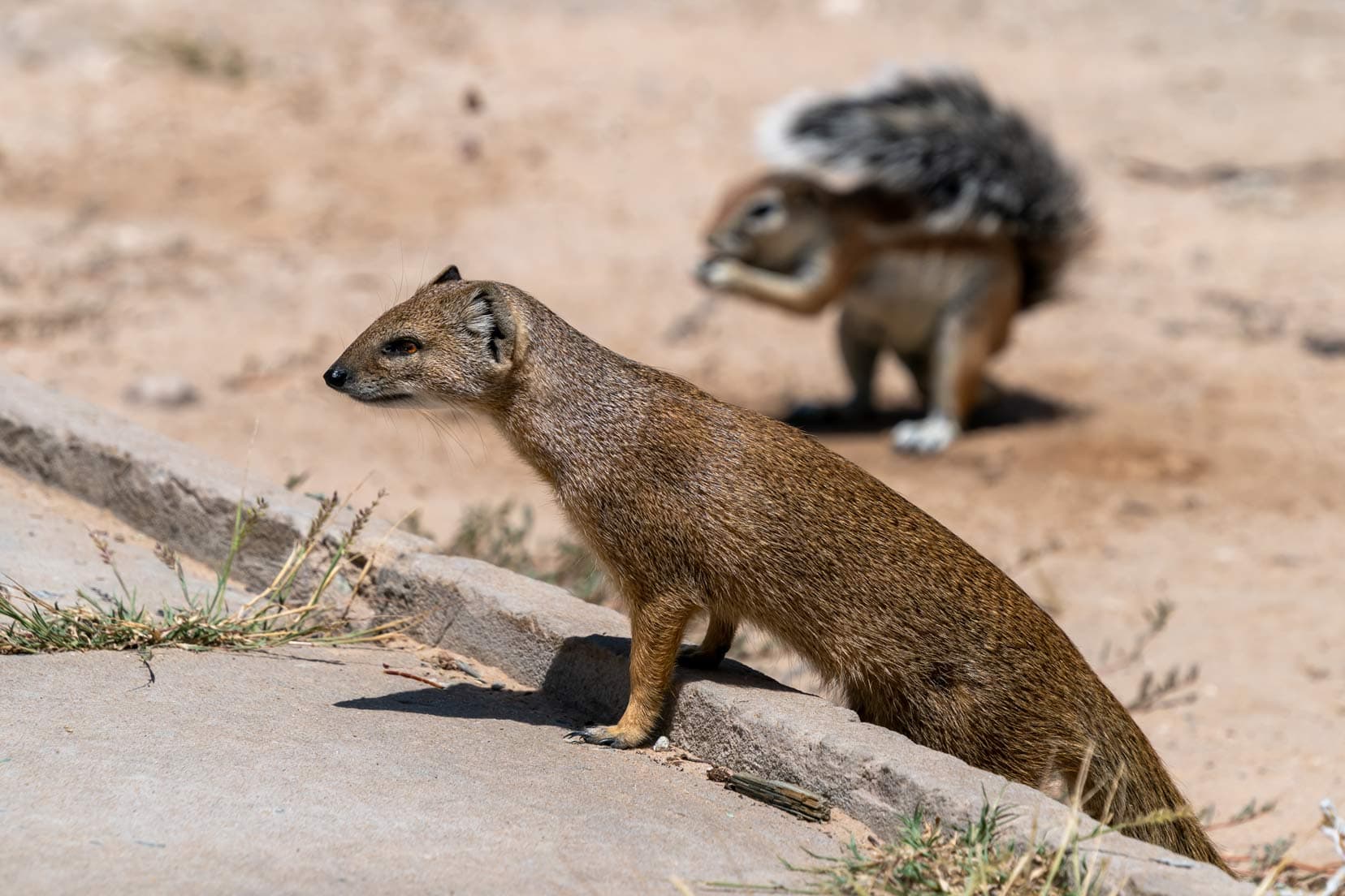 yellow mongoose-and-ground squirrel in mabua camp kgalagadi