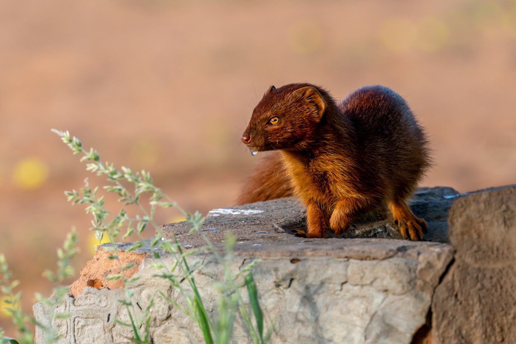 slender-mongoose-drinking-from-drain-at-mpaya