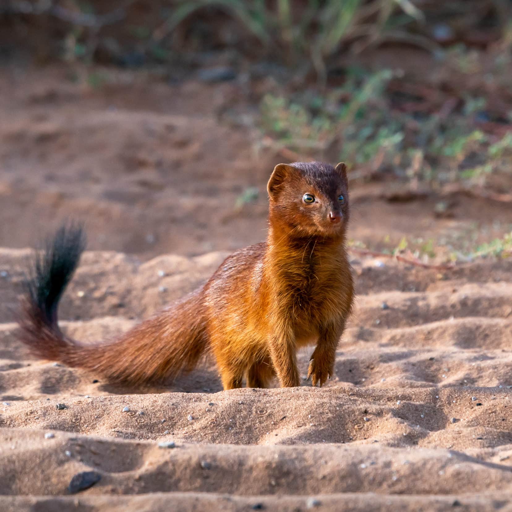 slender-mongoose-staring-into-distance-at-mpaya