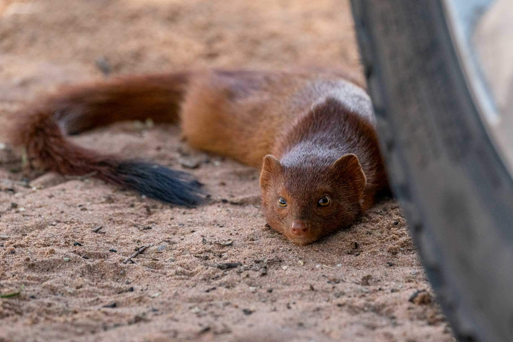 slender-mongoose-under-car-tyre-lying-down