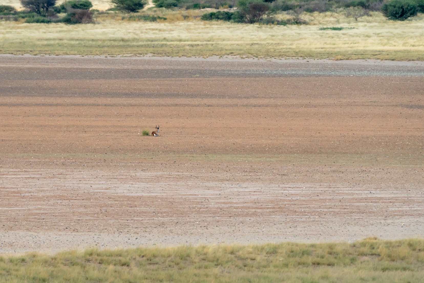 springbok-on-mabua-pan