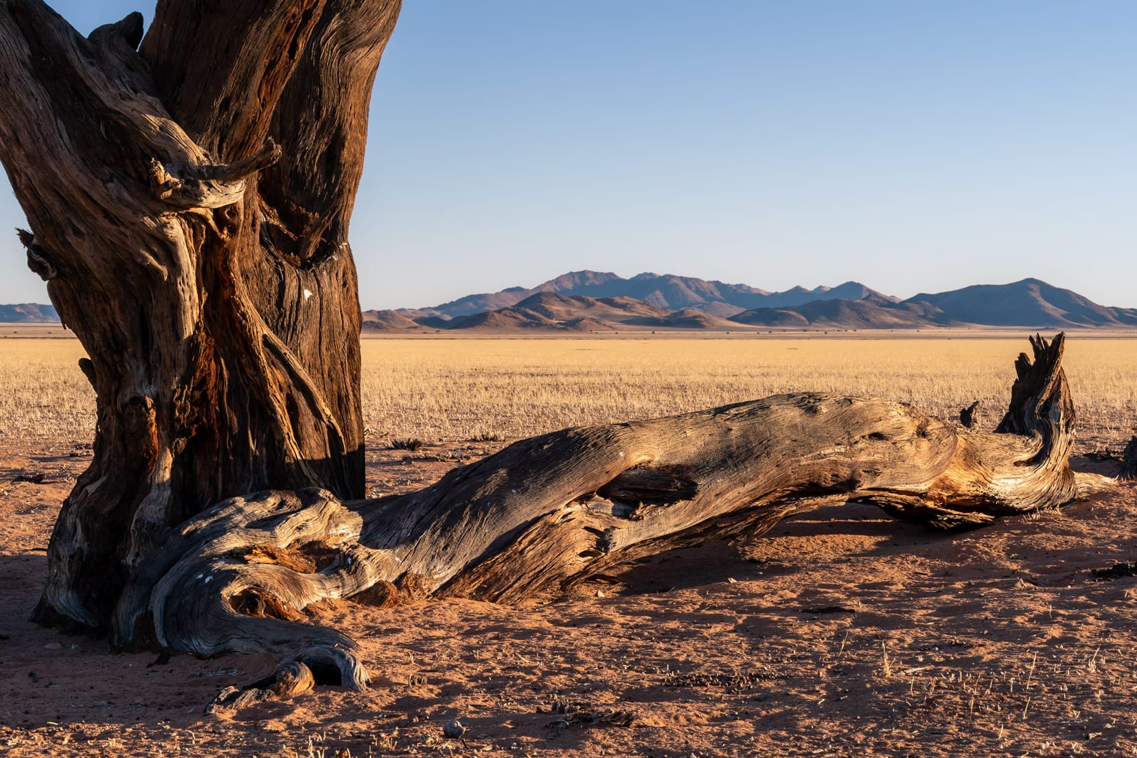 sunrise-over-tree-stump