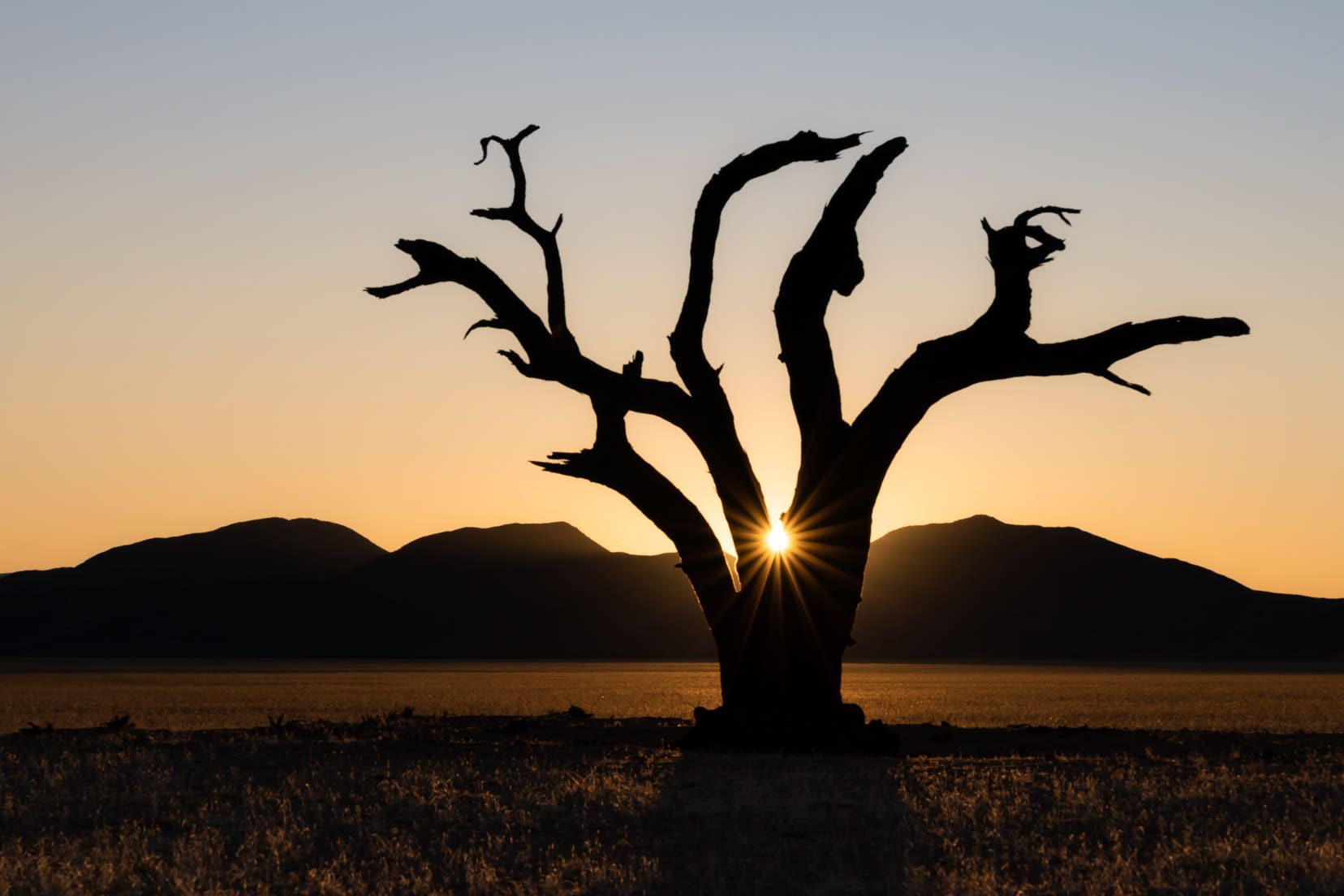 sunrise sunflare through a dead tree with Tiras Mountains in the background