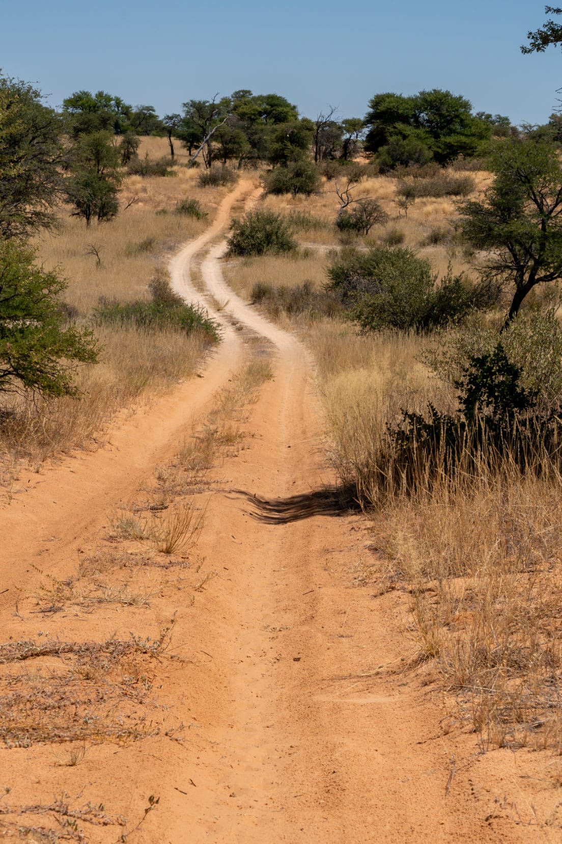 White and red sand on a track in the Kgalagadi Transfrontier Park