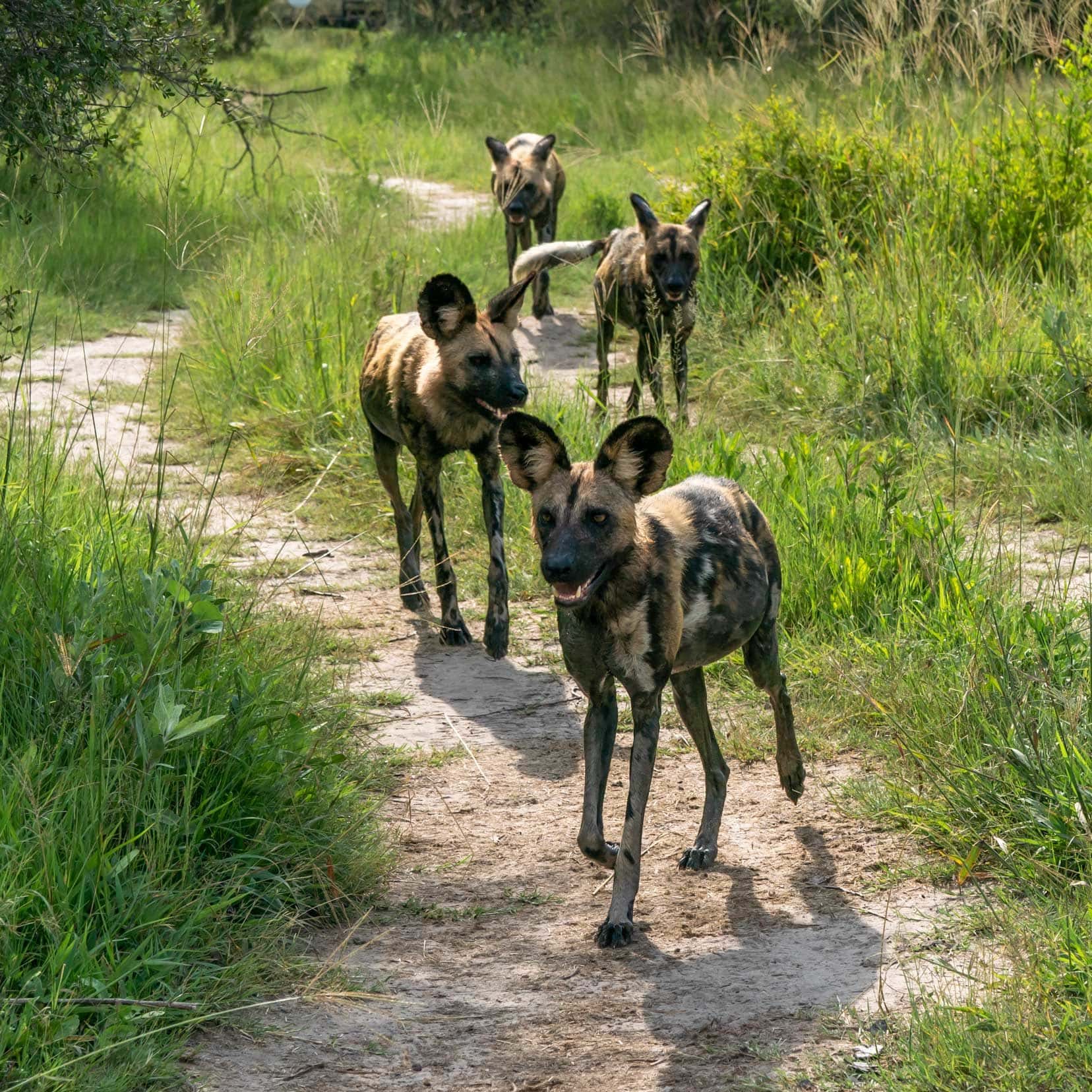 four African wild dogs walking towards us in Khwai Community concession, Magotho Camp