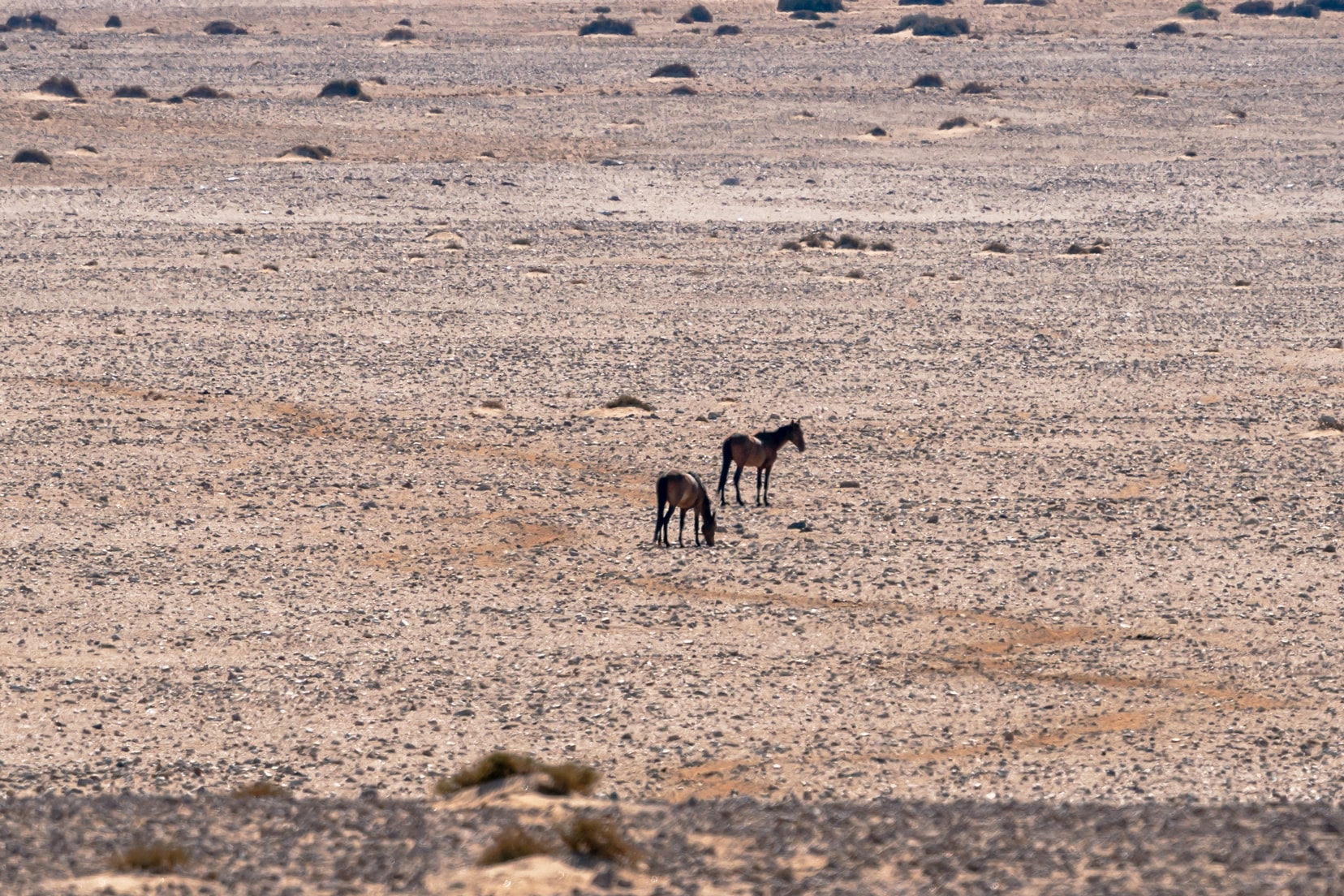 Two wild horses at Garup Pan