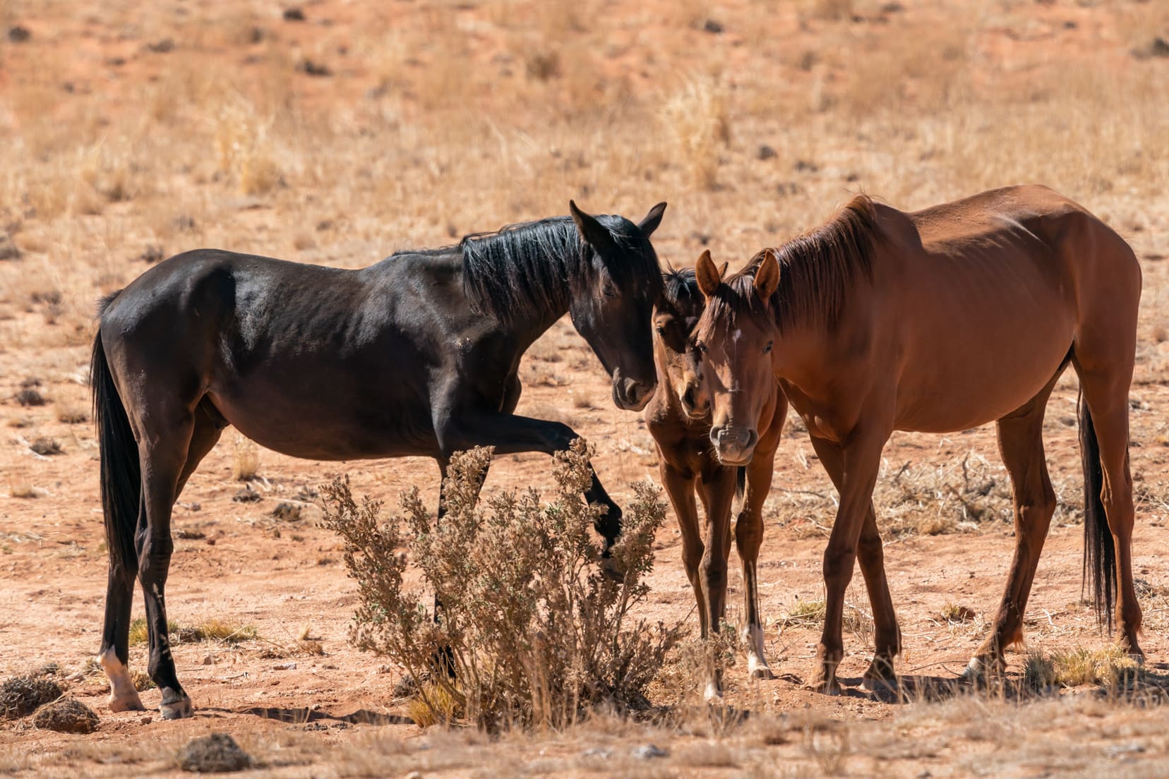 Three horses eating dry grasses