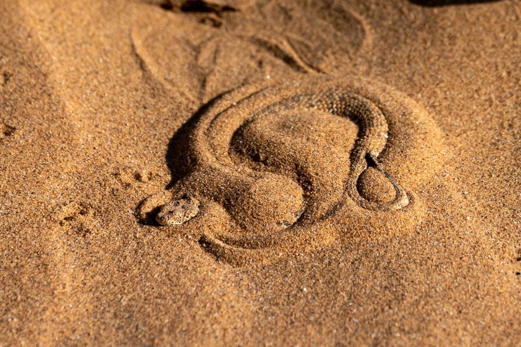 Adder coiled up in the sand