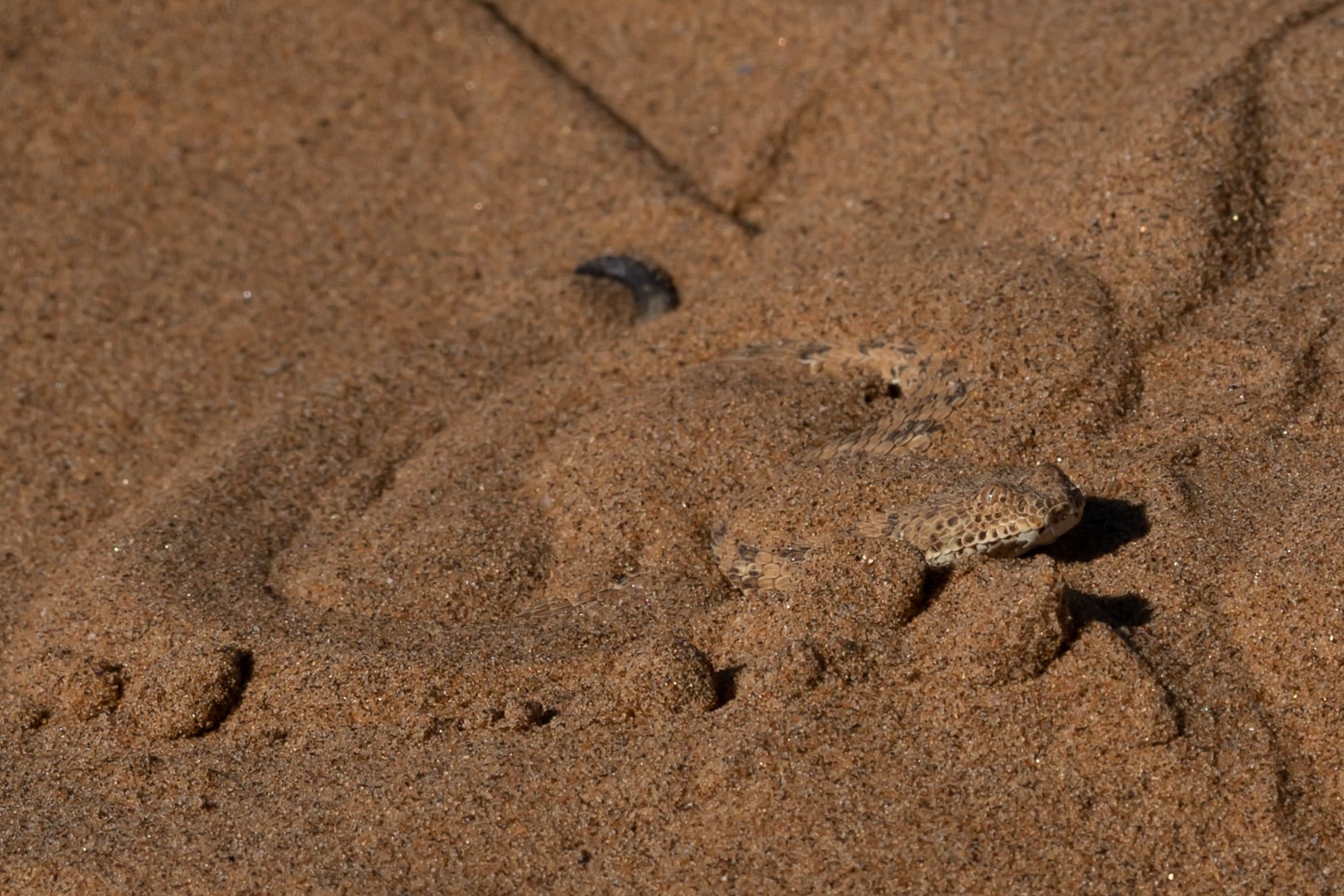 Adder-with-head-out-of-sand