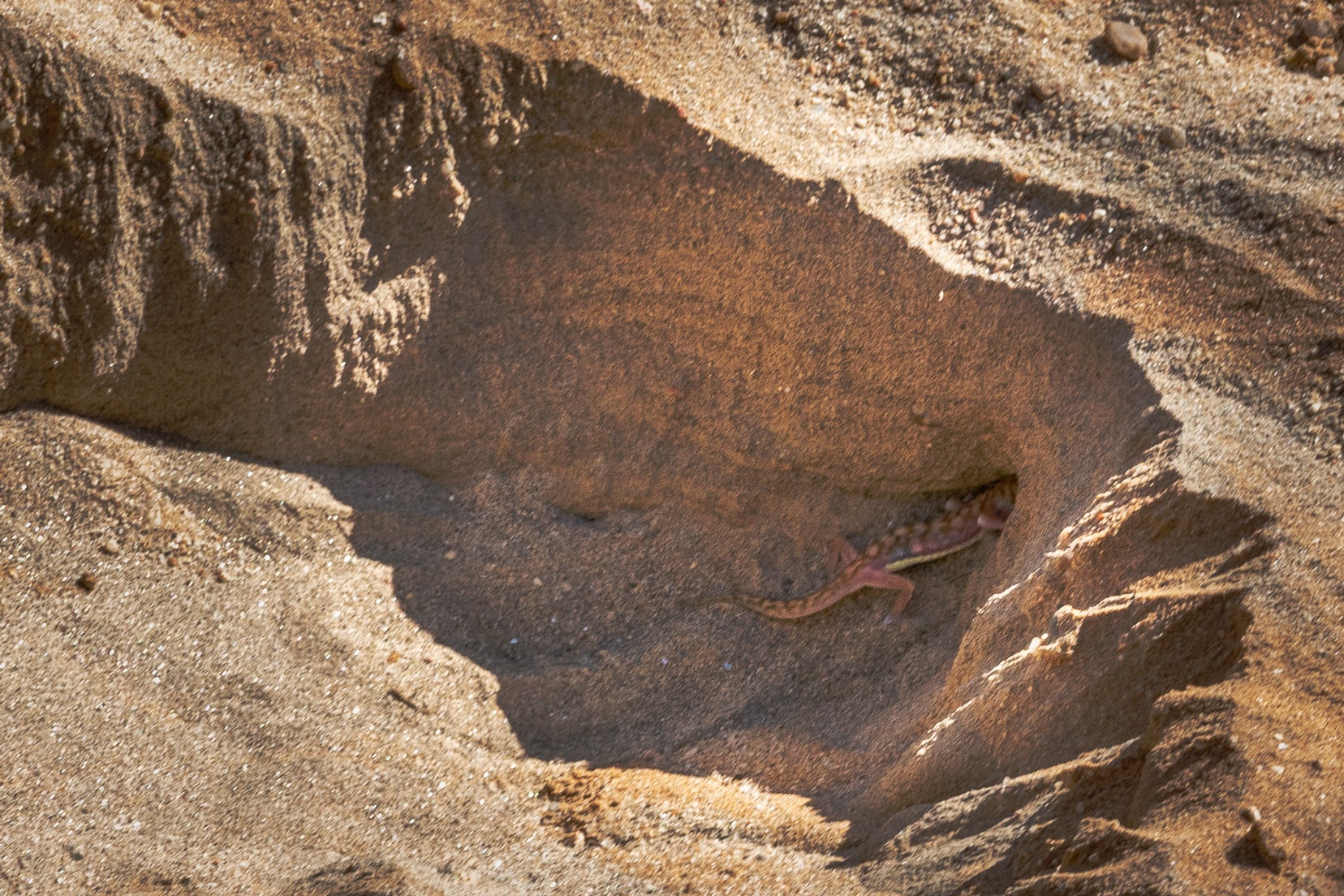 Desert-gecko-digging-back-into-his-hole