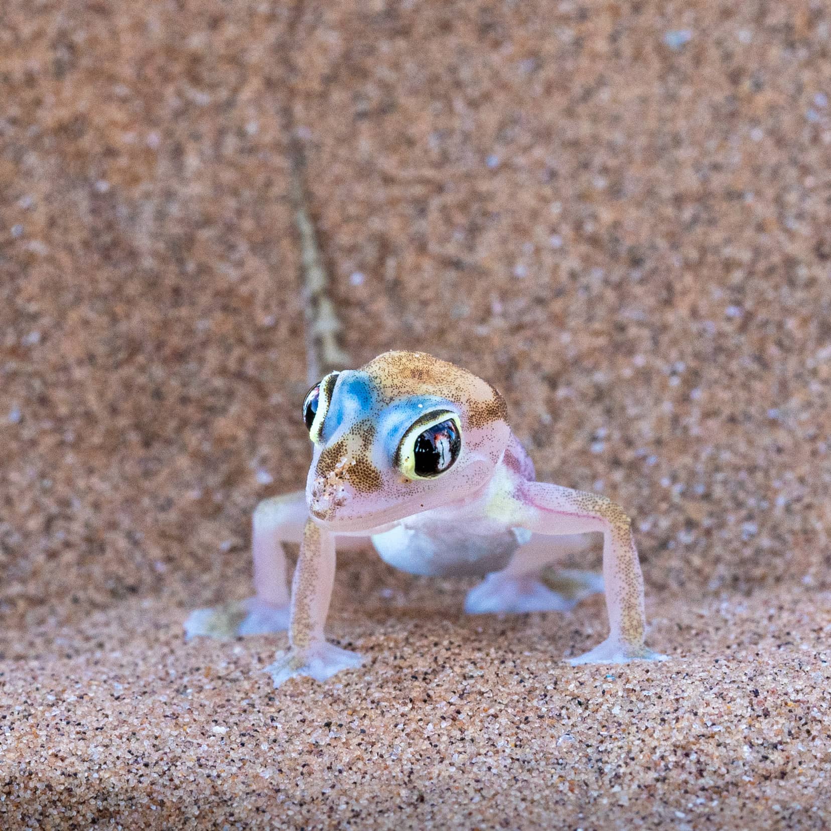 Namib-gecko_front-view