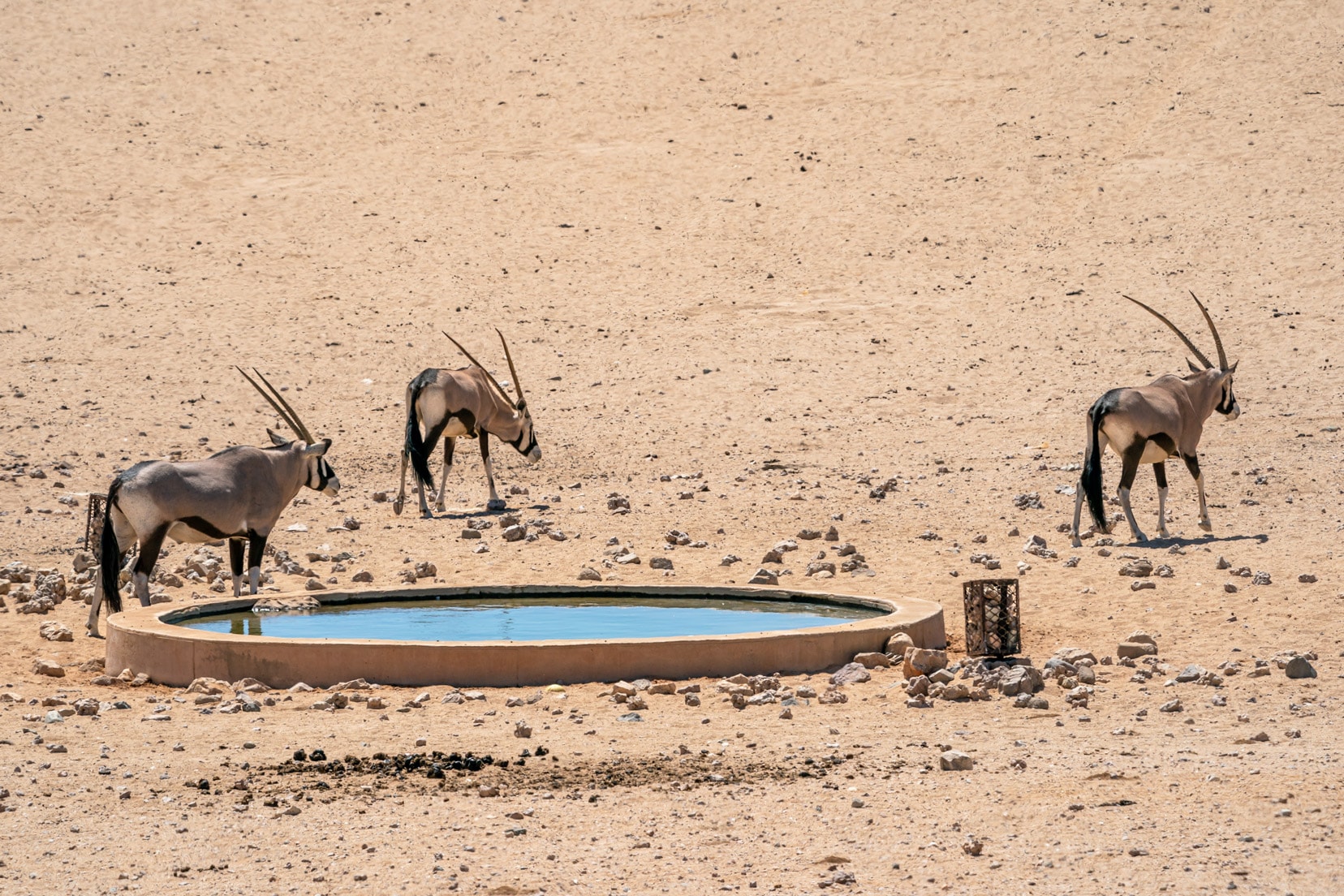 Oryx-at-Garub Pan waterhole