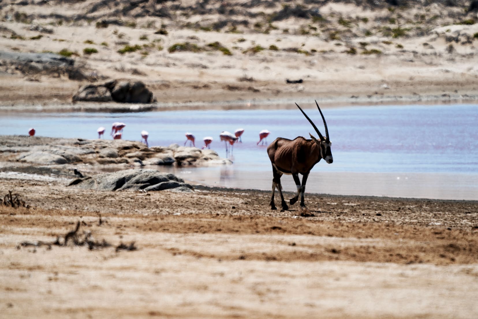 Oryx walking in sand dunes behind Agate Beach Luderitz