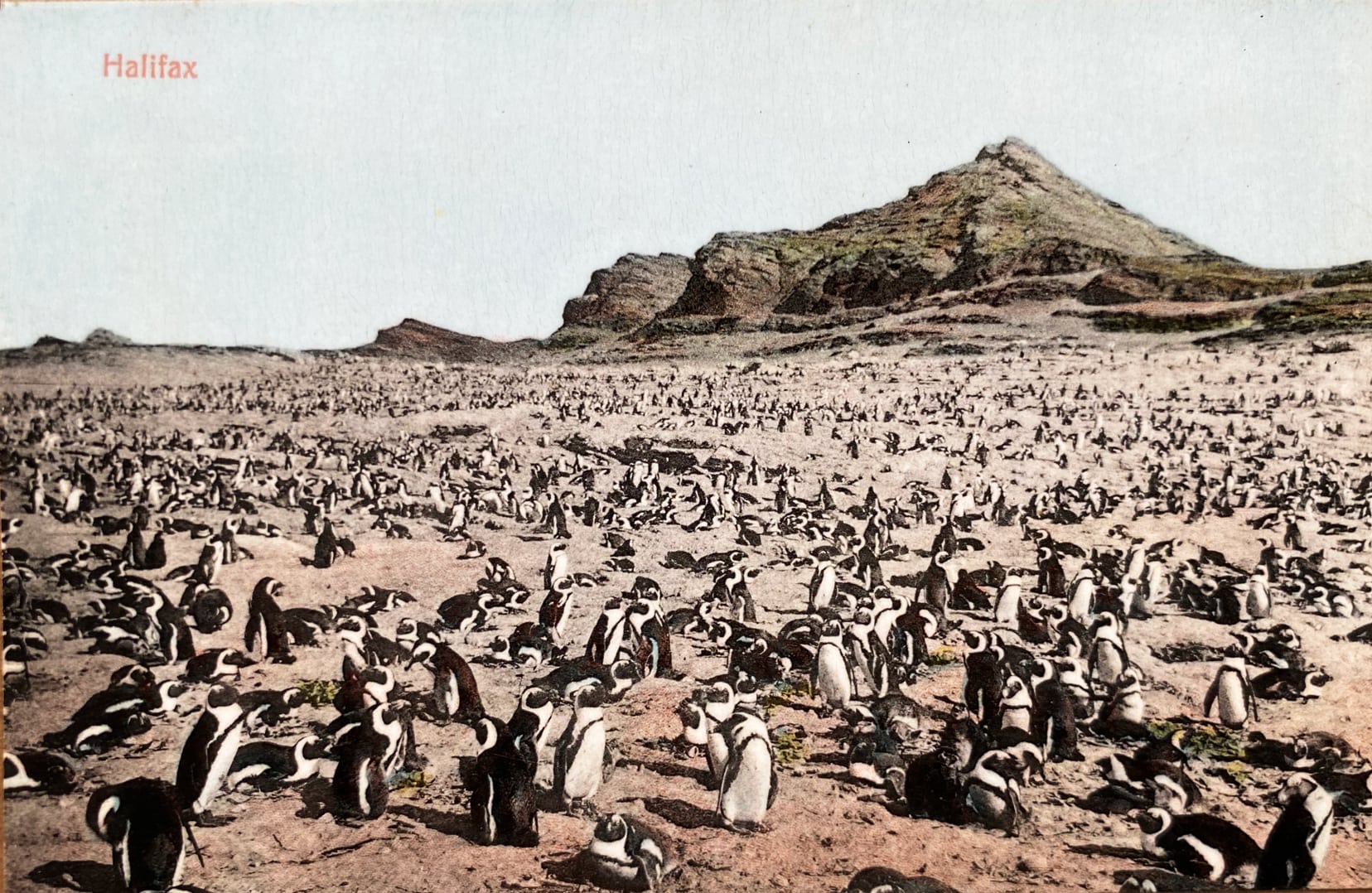 African penguin on Halifax Island Luderitz