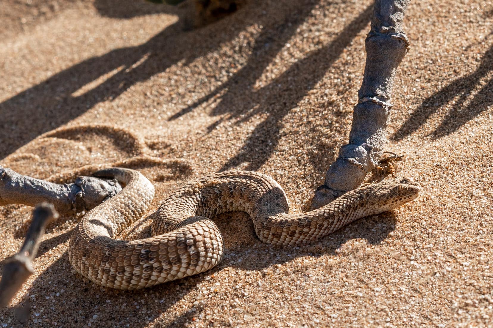 Dwarf adder in the sand