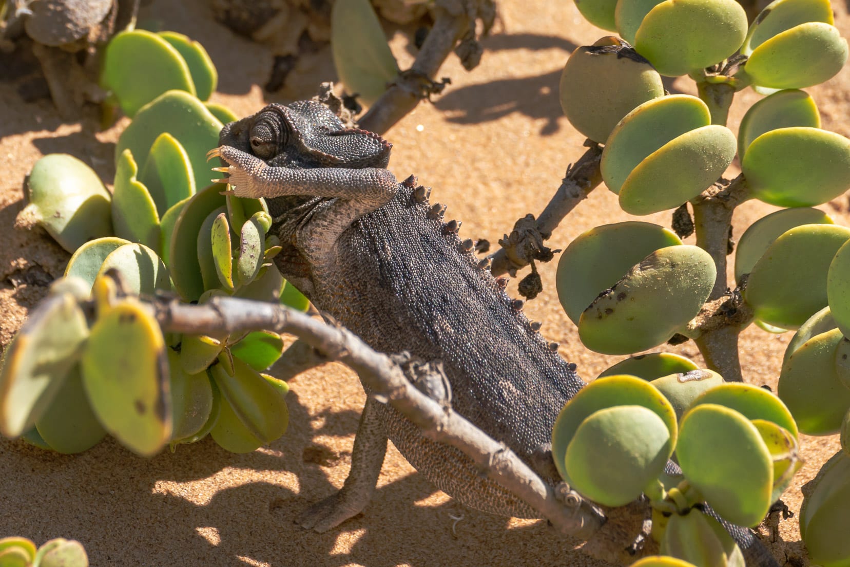 chameleon-in-dollar-bush