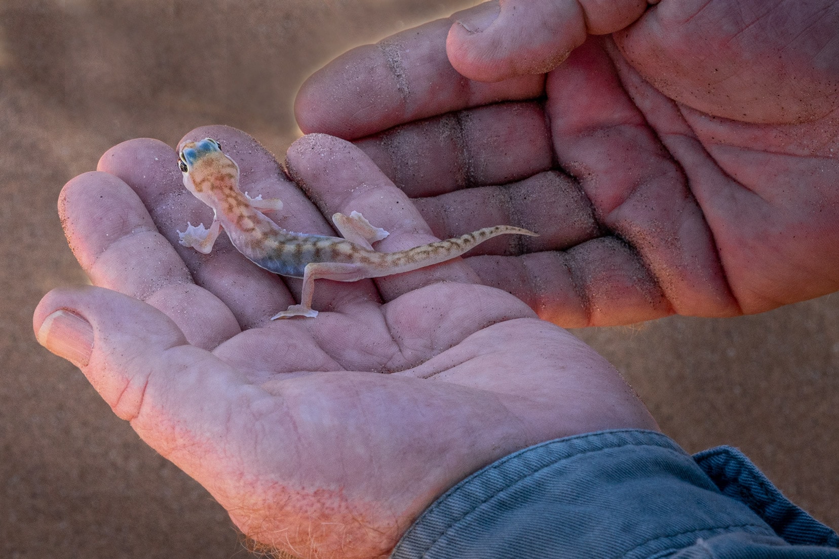 desert-gecko-in-palm-of-hand