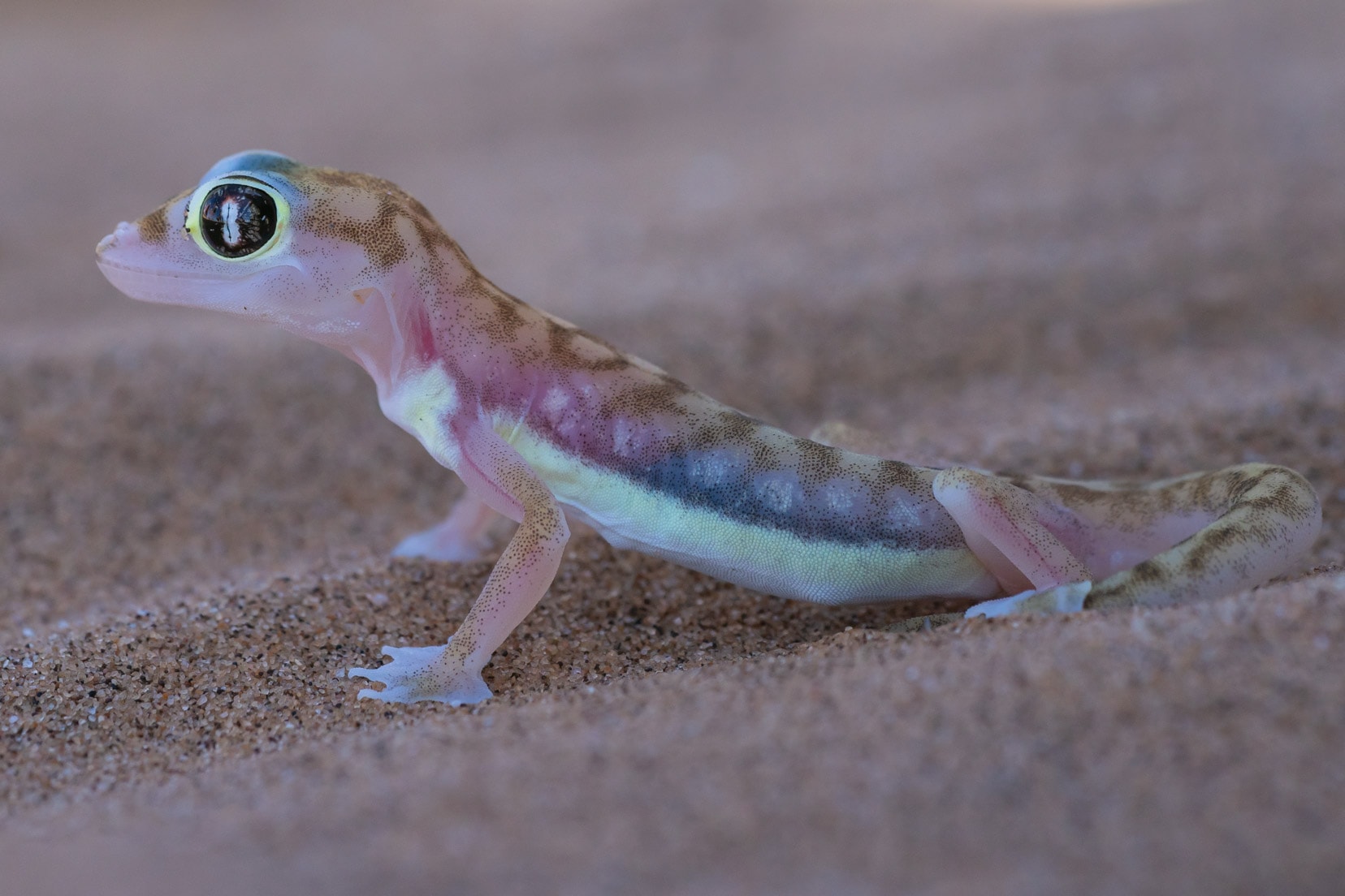 Namib Gecko 