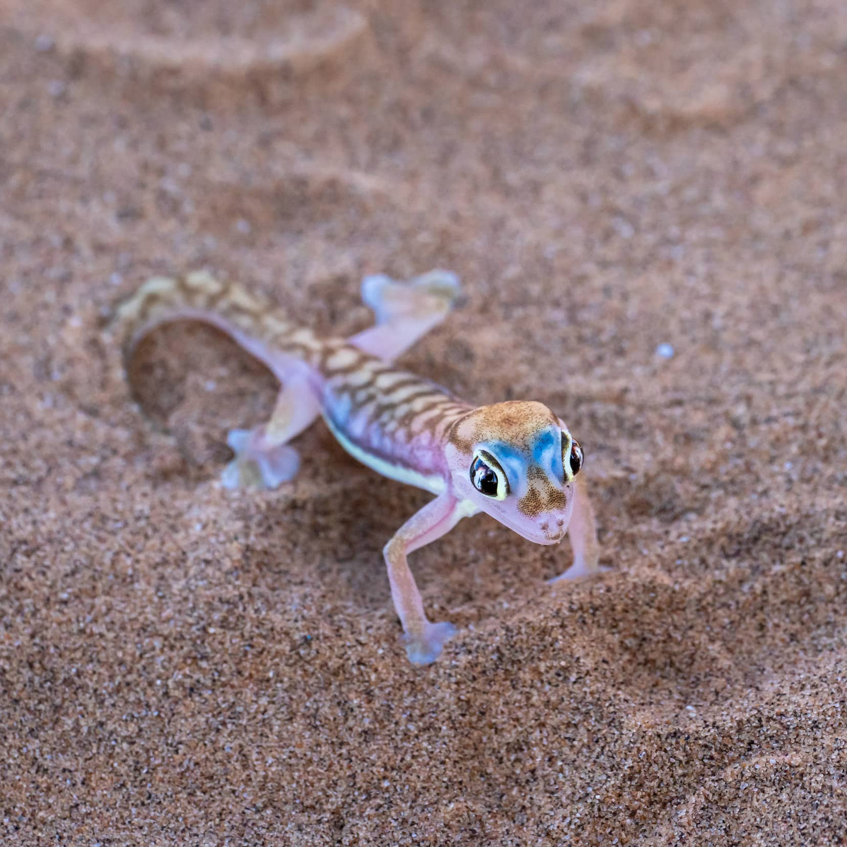 Namib gecko on sand